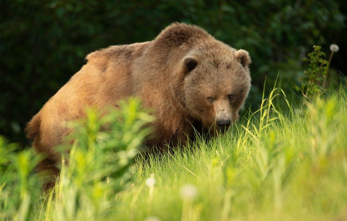 Kodiak Bear Wallpapers - Top Free Kodiak Bear Backgrounds - WallpaperAccess