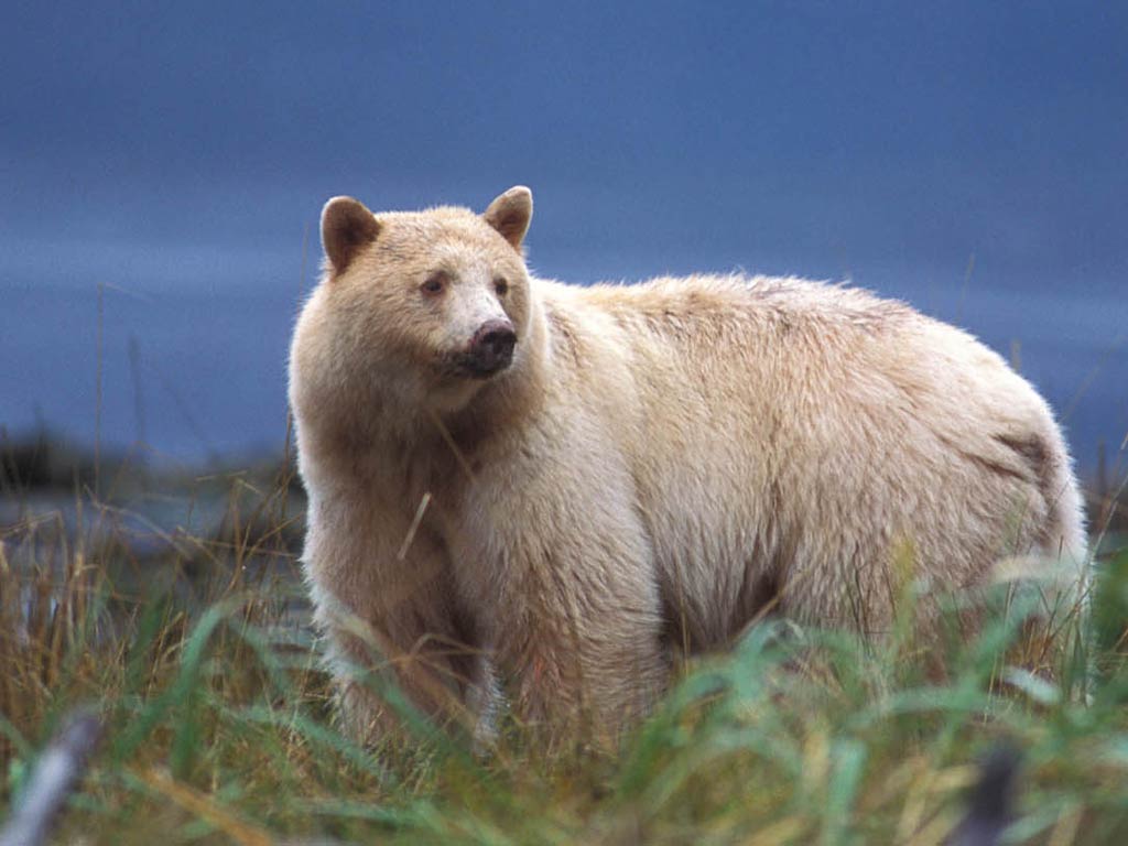 1024x768 Bear Wallpaper