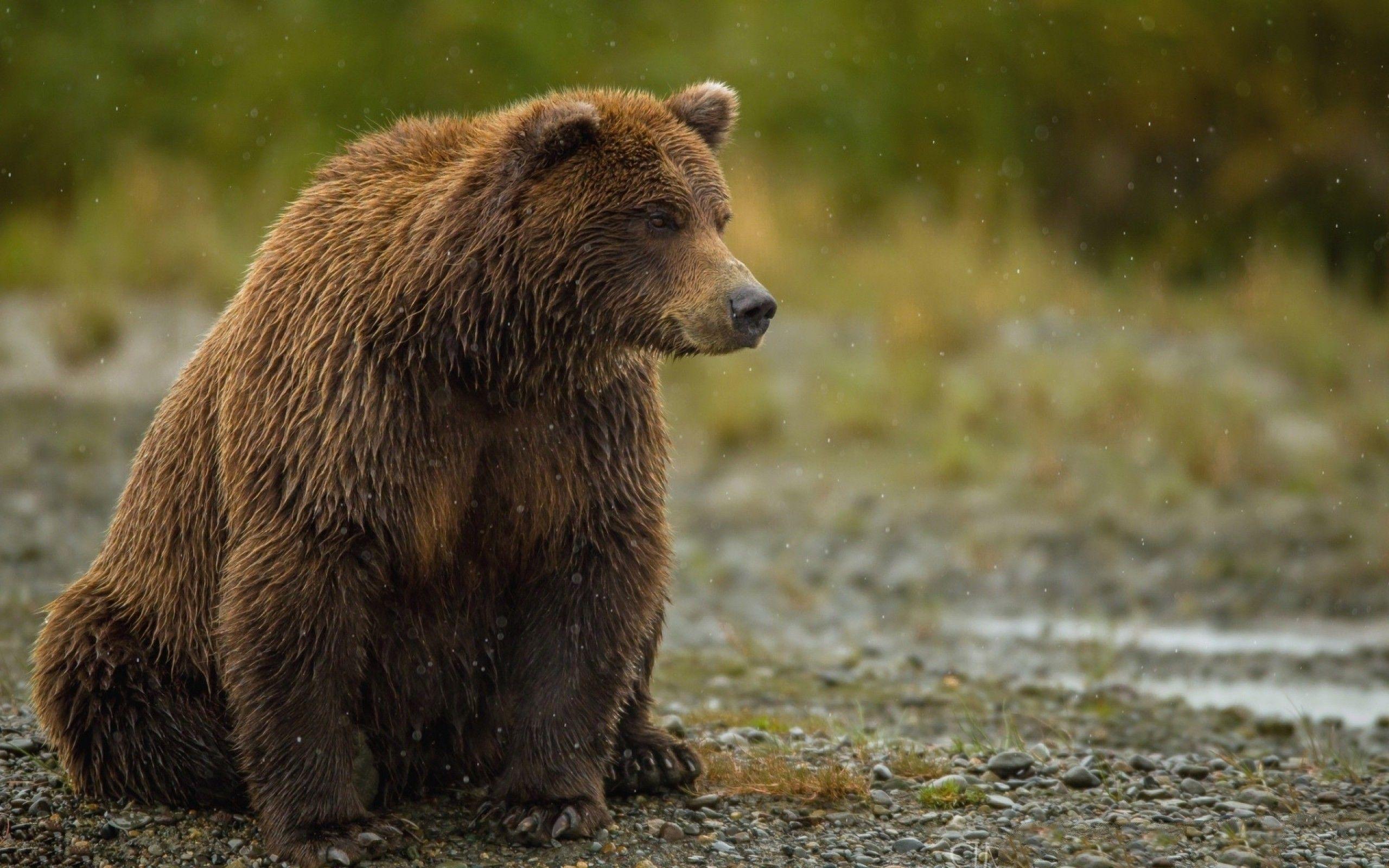 2560x1600 Hd Bear Wallpaper
