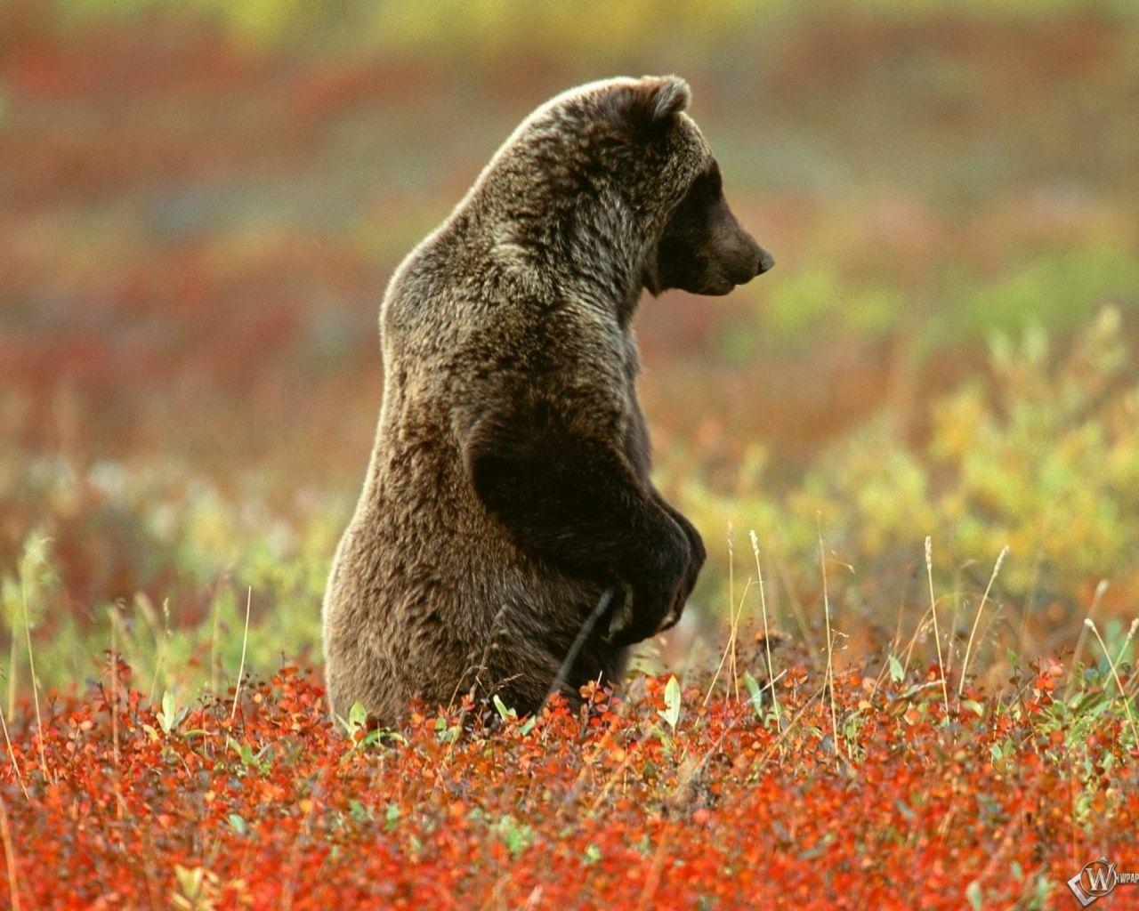 1280x1024 Grizzly Bear Wallpaper