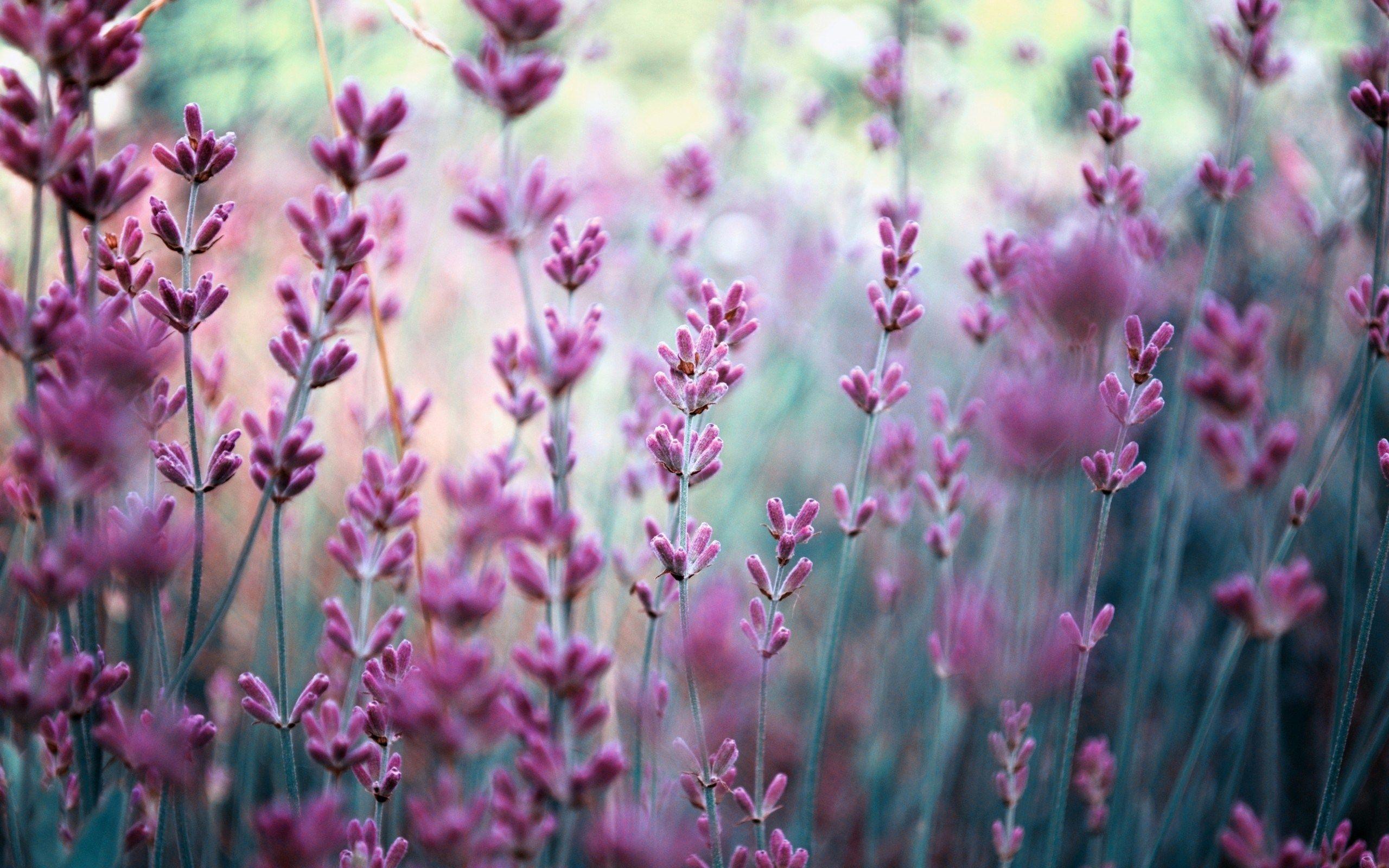 2560x1600 HD Lavender wallpaperx1600