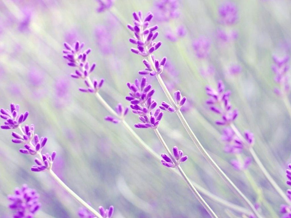 1024x768 Lavender Flower Background