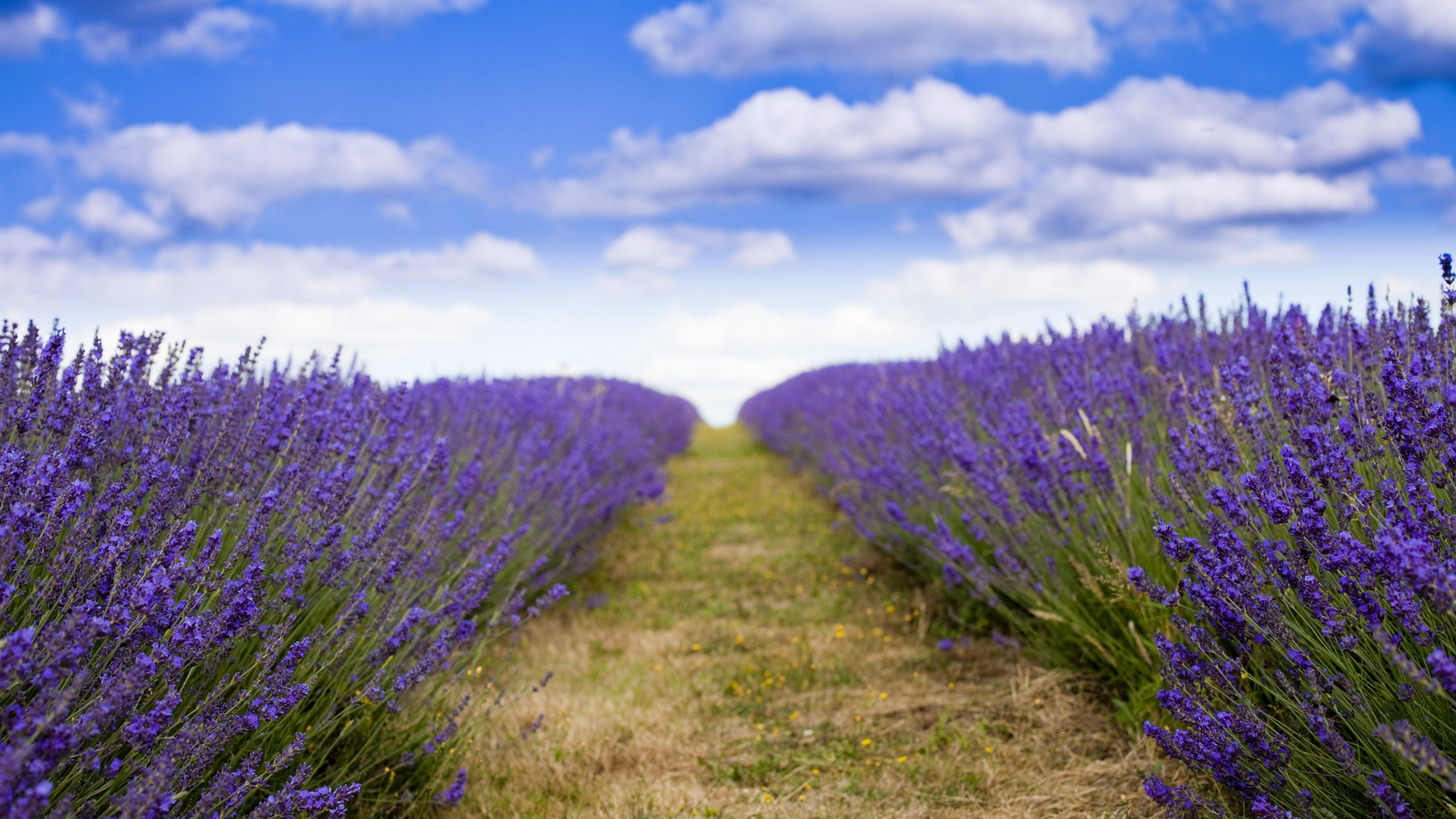 5120x2880 Wallpaper lavender, 5k, 4k wallpaper, 8k, field, flowers, sky, clouds, Nature