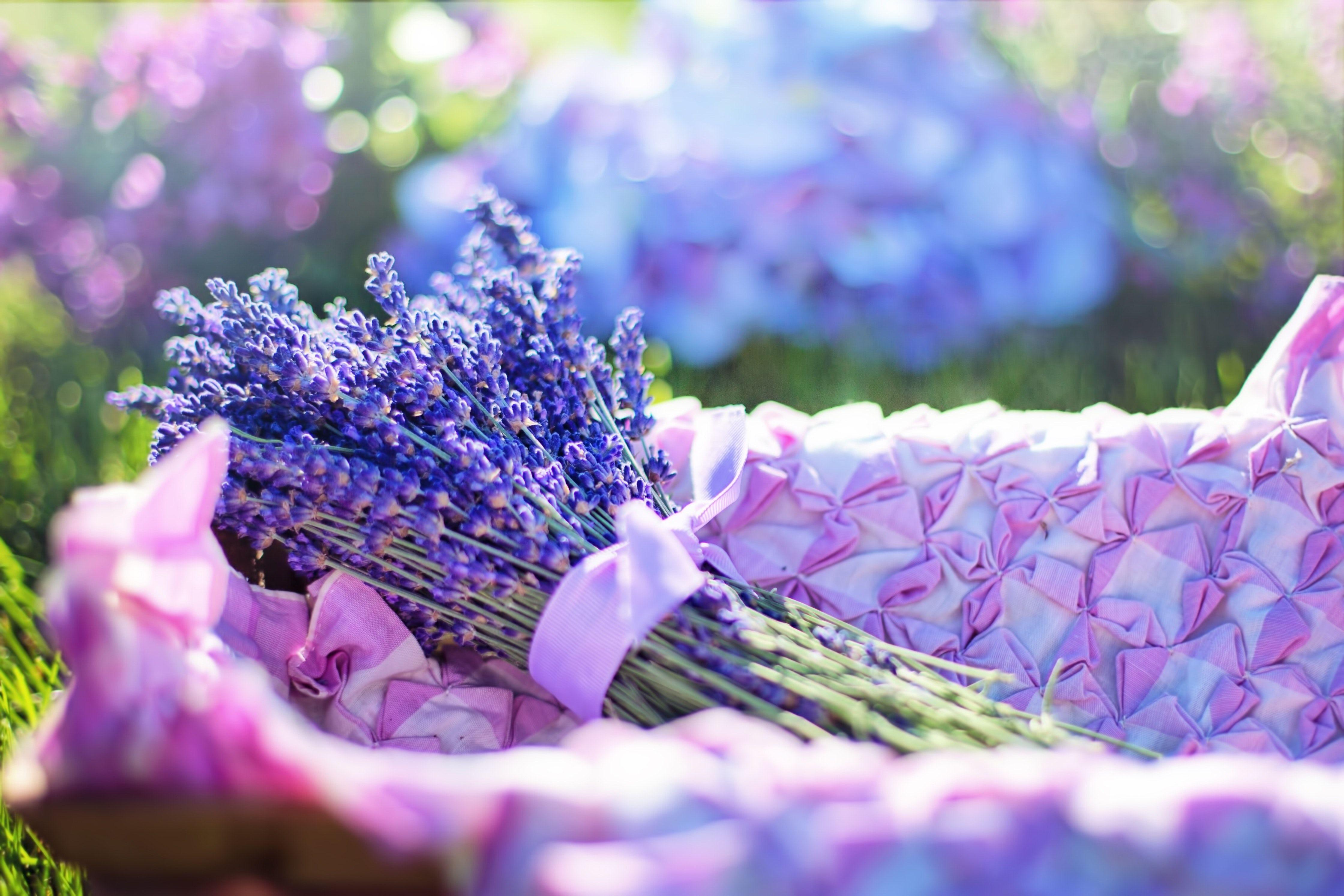 4480x2987 Basket Of Lavender Wallpaper