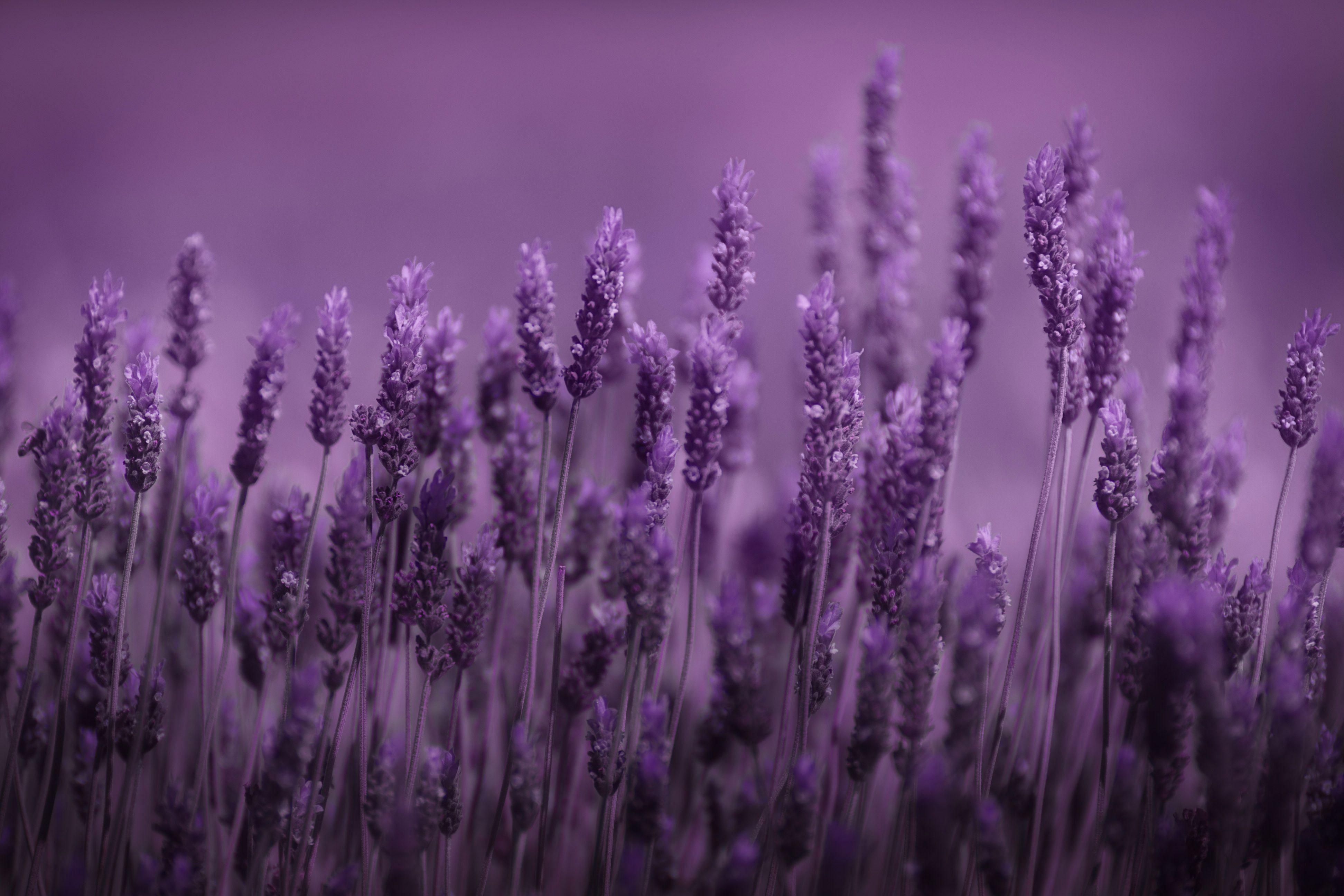 3888x2592 Lavender Wallpaper HD