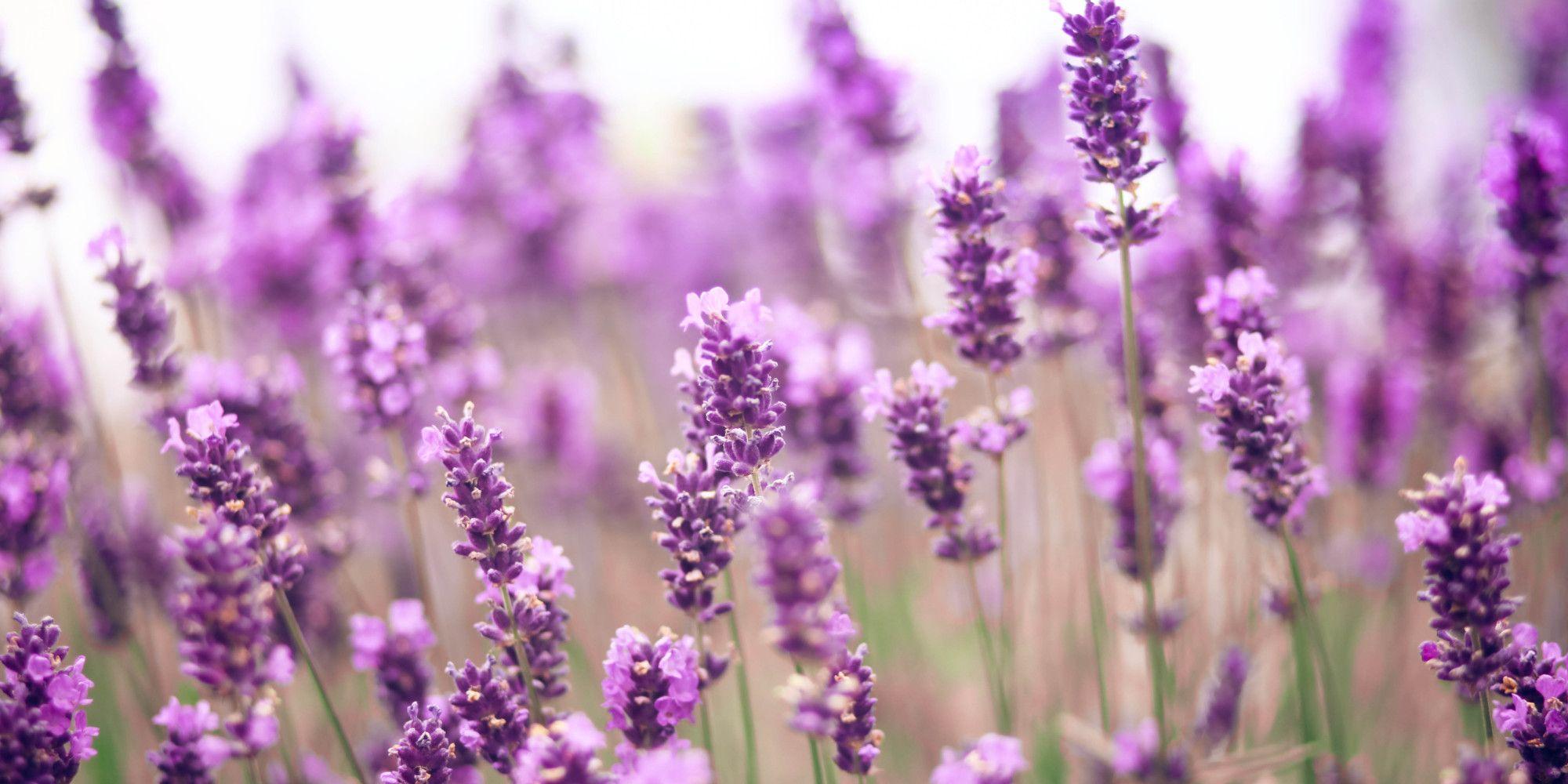2000x1000 Lavender wallpaper, Earth, HQ Lavender pictureK Wallpaper 2019