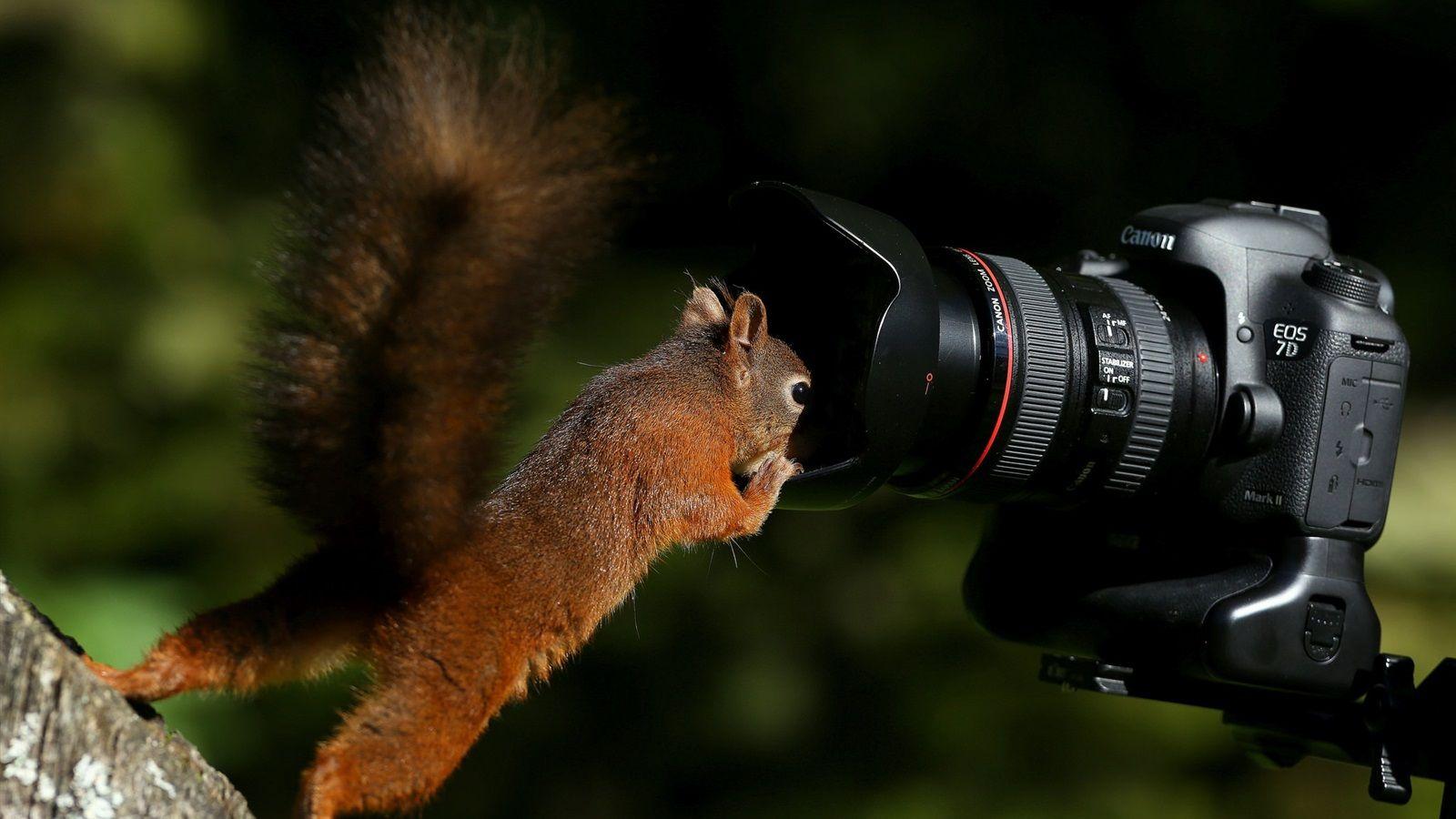 1600x900 Wallpaper Squirrel and EOS 7D camera 1920x1200 HD Picture, Image