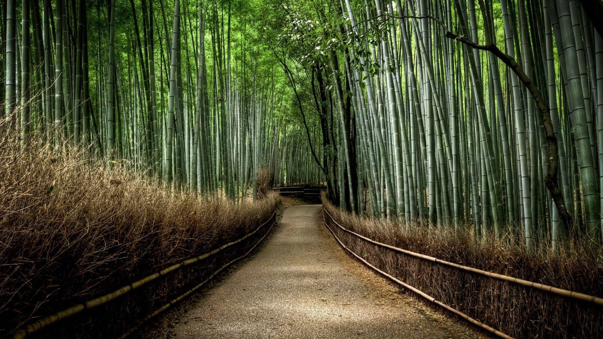 1920x1080 Bamboo Forest Japan Hình nền Â · iBackgroundWallpaper