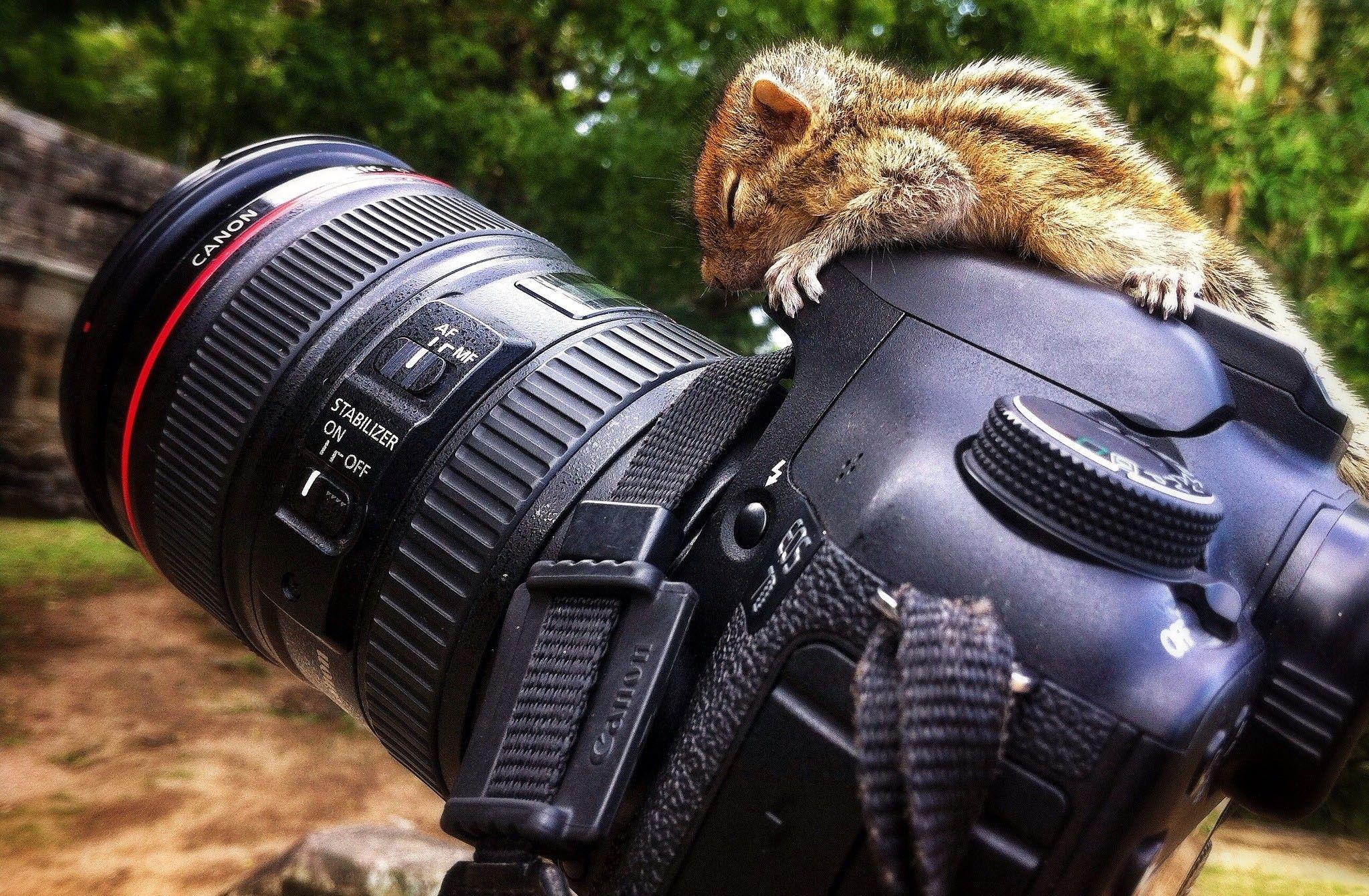 2048x1341 squirrel, Canon, Canon 7D, Reflex Wallpaper HD / Desktop and Mobile Background