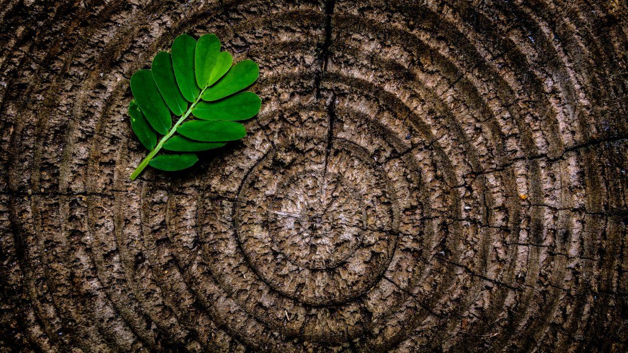 1245x700 Abstract brown flora green leaf nature pattern photographic composition rings rough stump texture tree tree stump trunk wood wooden wallpaperx2725