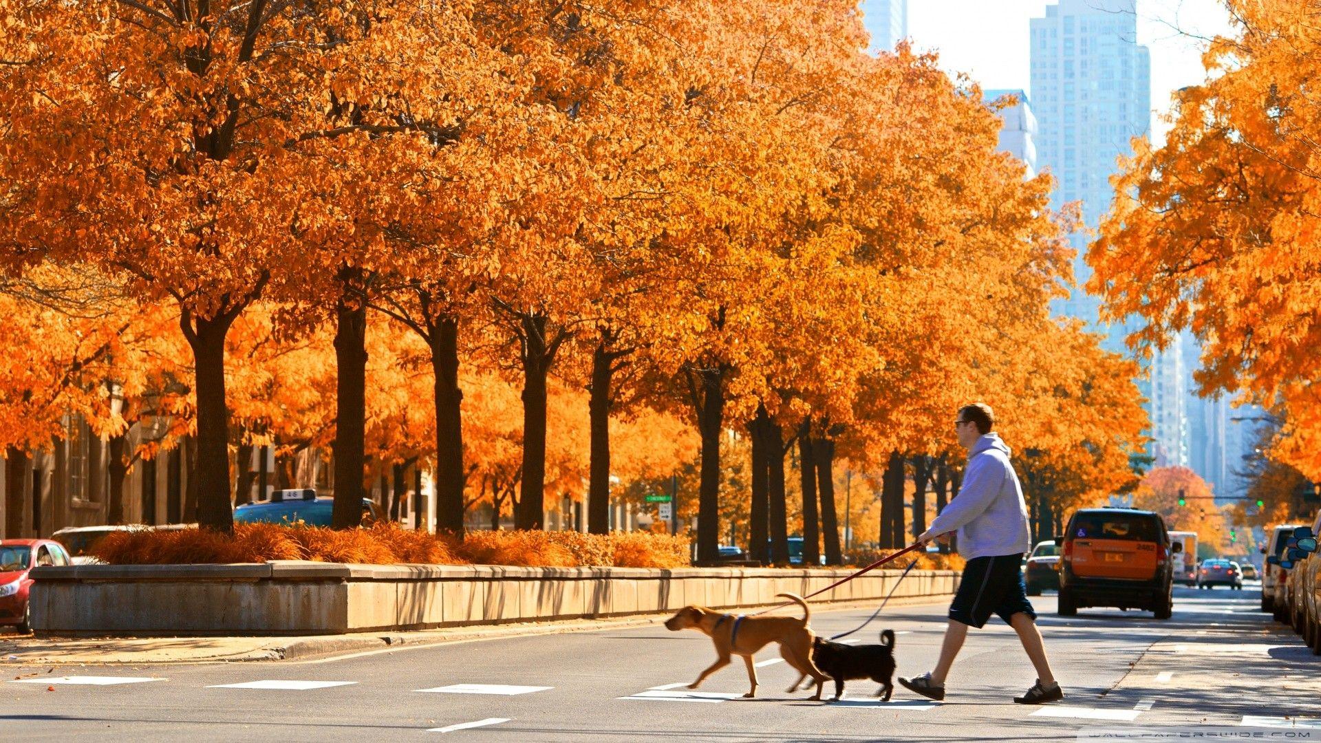 1920x1080 Chicago street at Fall (USA) wallpaper download. Wallpaper, picture, photo