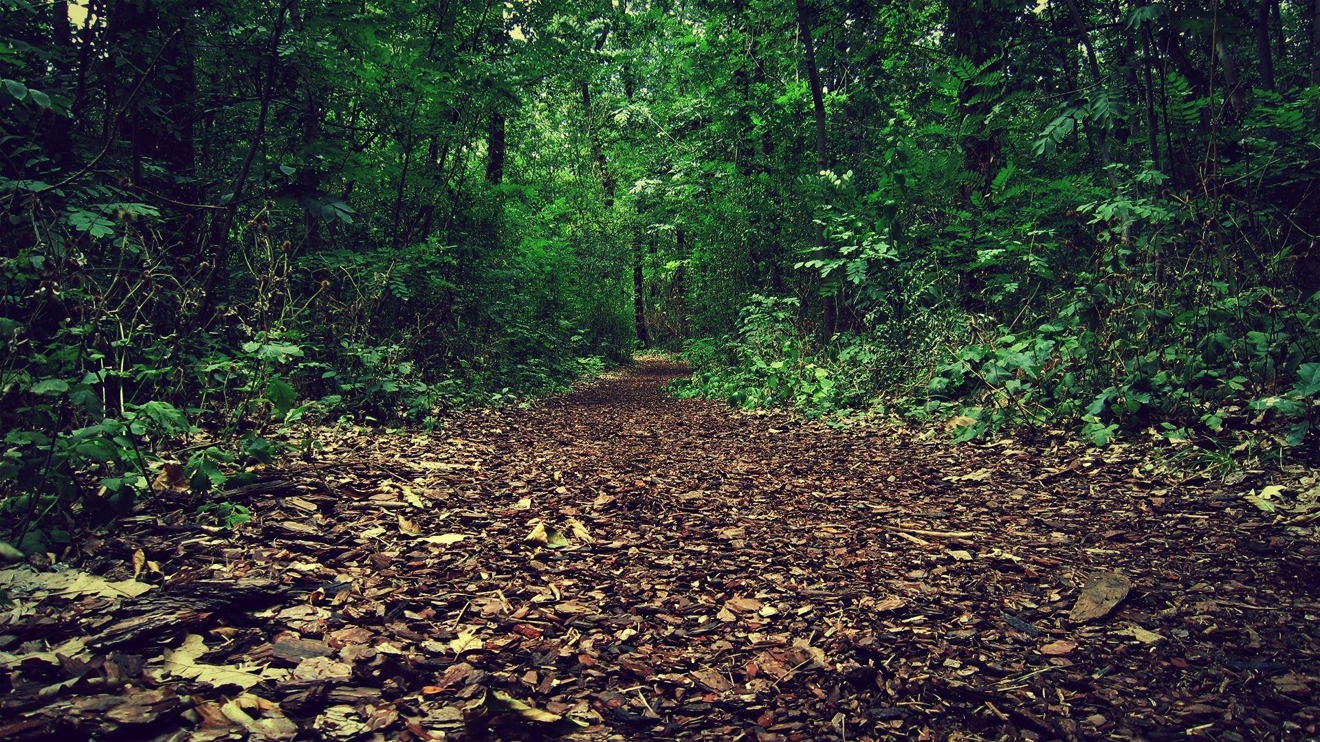 Forest brown. Лес Браун. Brown Forest. Path grass Locked.