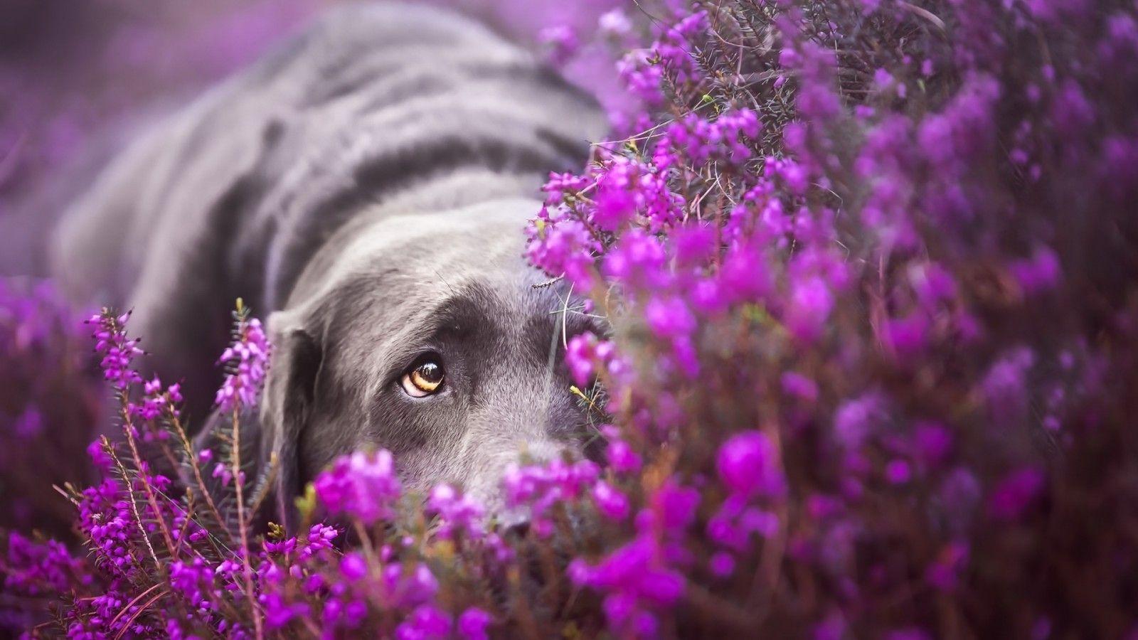 1600x900 Download 1600x900 Labrador Retriever, Sad, Lying Down, Purple Flowers, Dogs Wallpaper