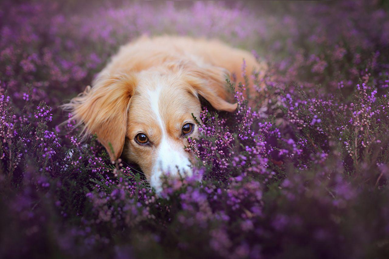 Purple Dog Wallpapers - Top Free Purple Dog Backgrounds - WallpaperAccess