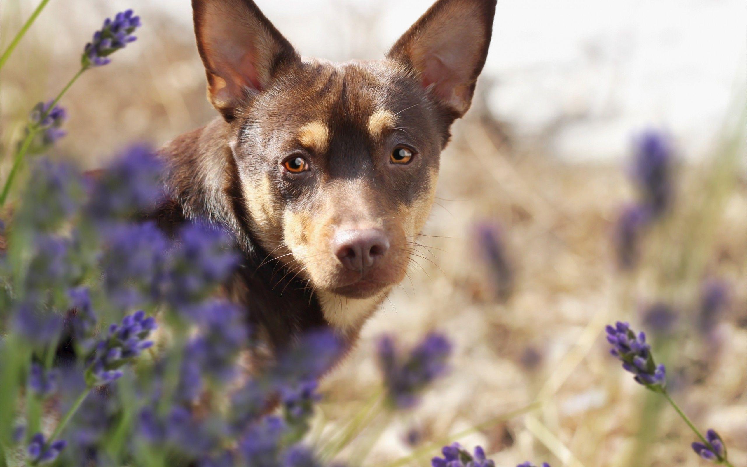 Purple Dog Wallpapers - Top Free Purple Dog Backgrounds - WallpaperAccess