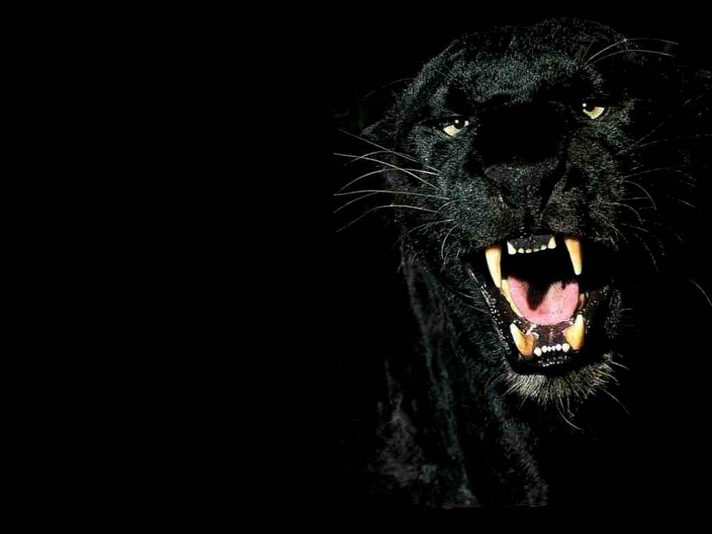 1024x768 Free Panther, Download Free Panther png image, Free ClipArts on Clipart Library