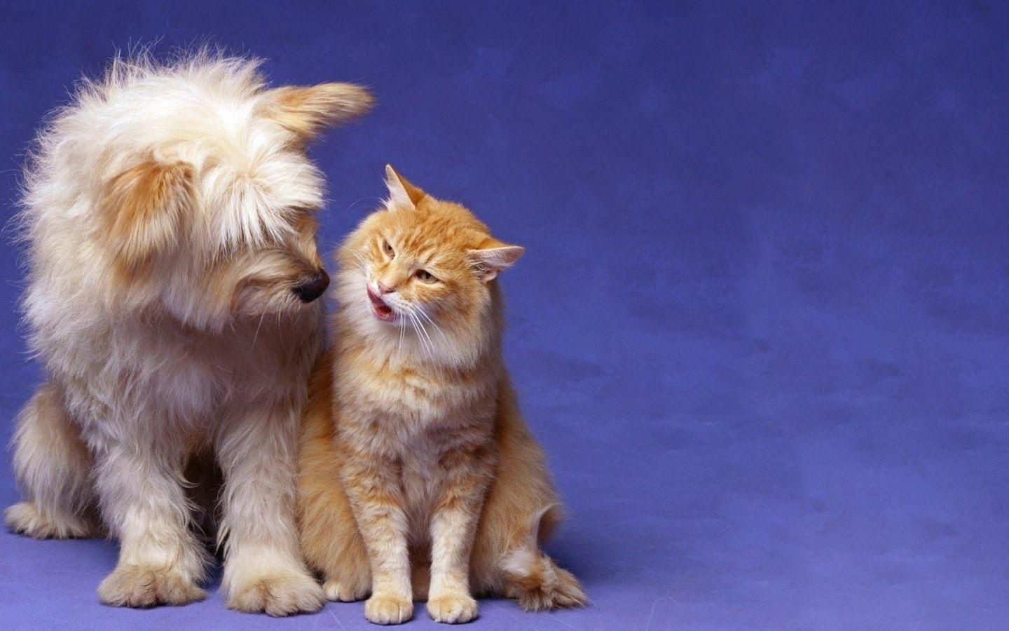 1440x900 Free download Cat and Dog Love Animal HD Wallpaper 1080p Natural Wallpaper [1600x900] for your Desktop, Mobile & Tablet. Explore Cat And Dog Wallpaper. Free Cat Wallpaper
