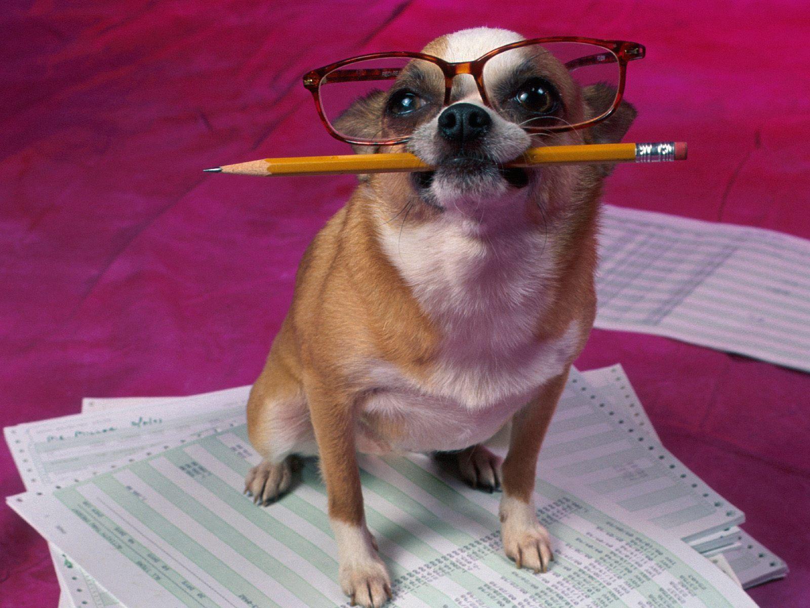 1600x1200 Top Dog