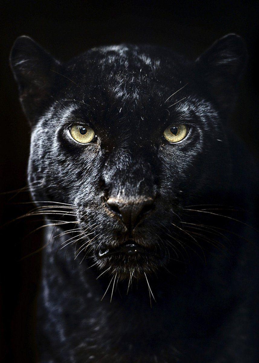 857x1200 Black panther poster ' Poster by MK studio. Displate. Black panther cat, Jaguar animal, Black jaguar