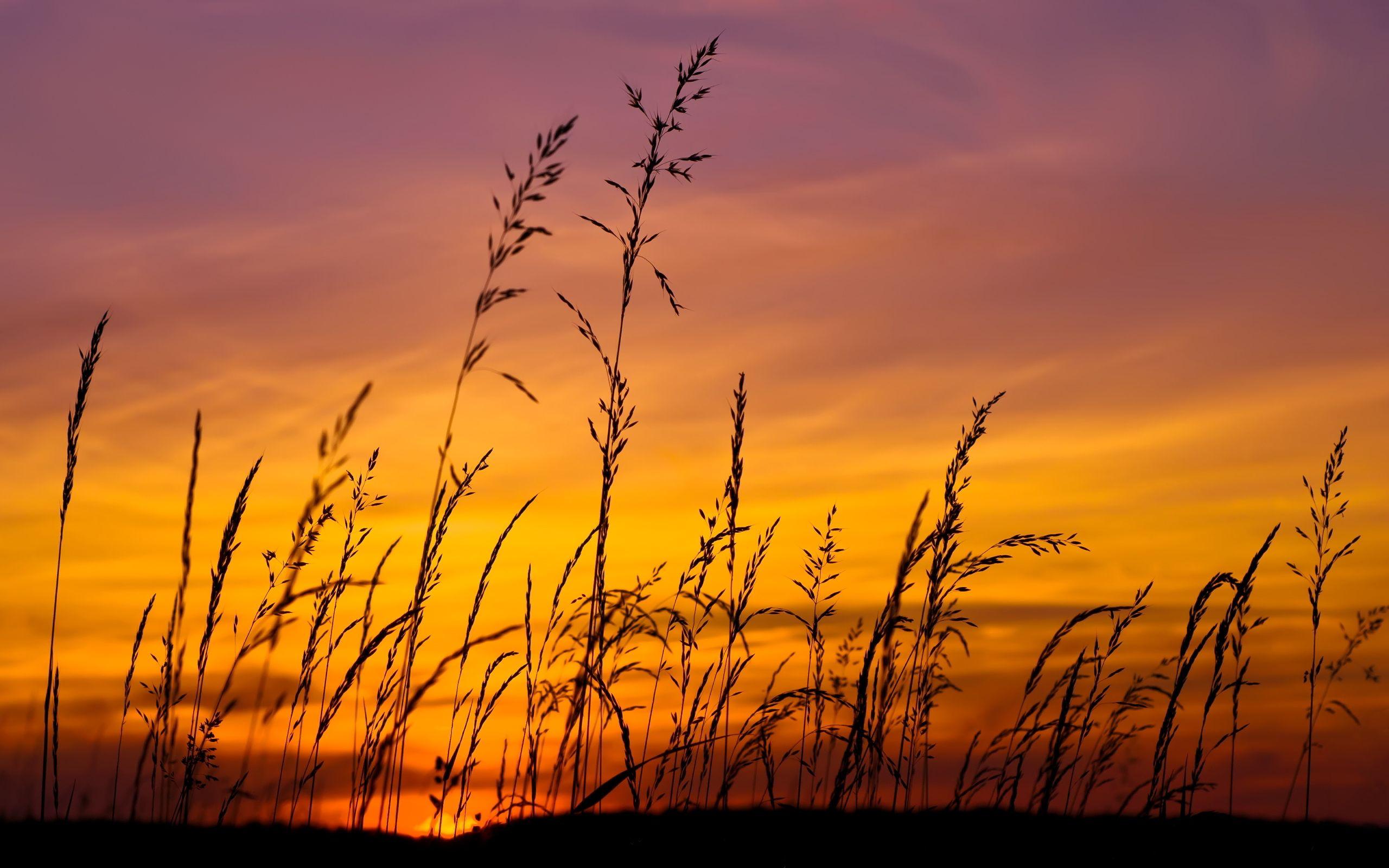 Sunset Beach Grass Wallpapers Top Free Sunset Beach Grass Backgrounds