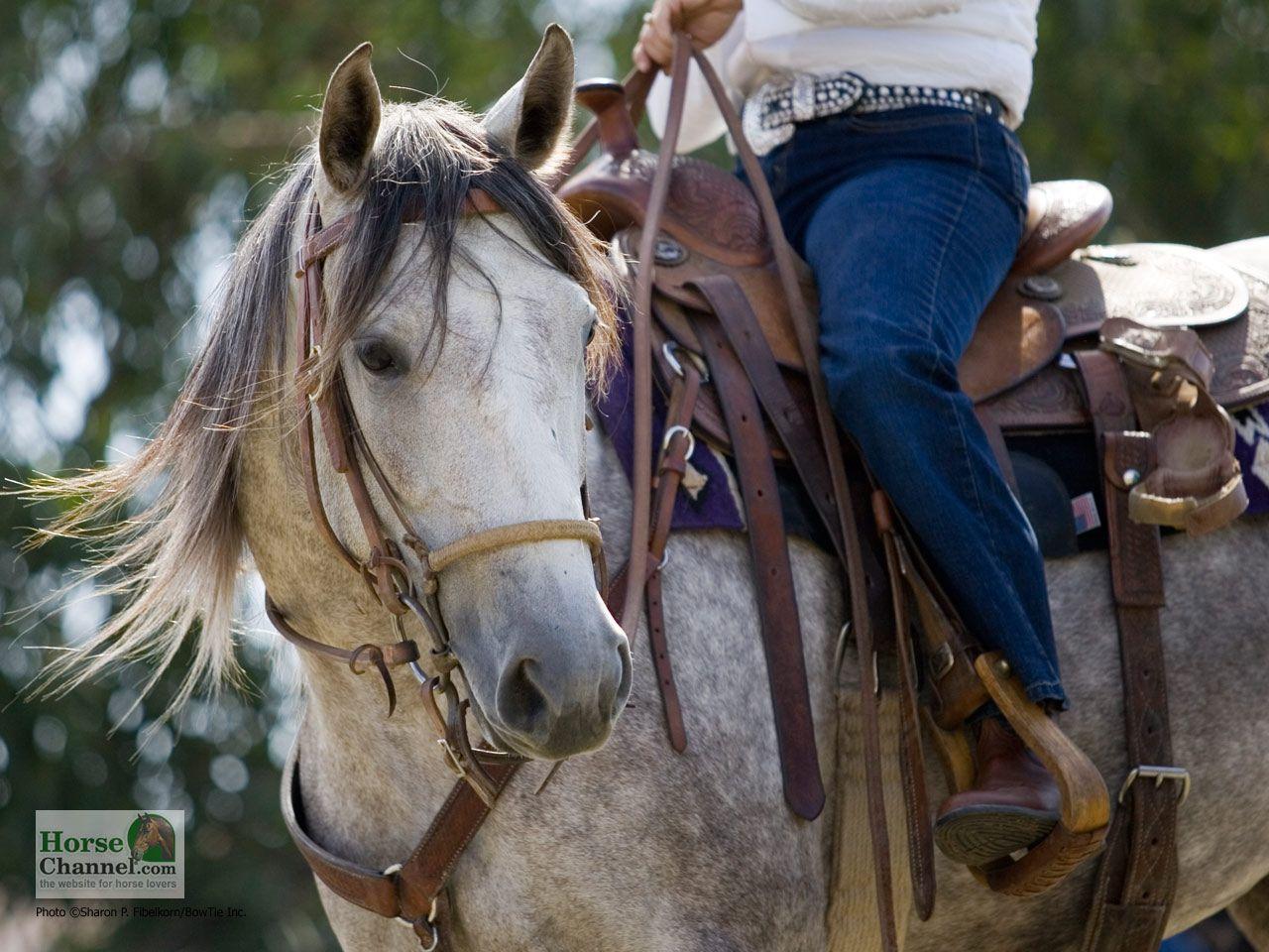 1280x960 Ranch Horse Desktop Wallpaper