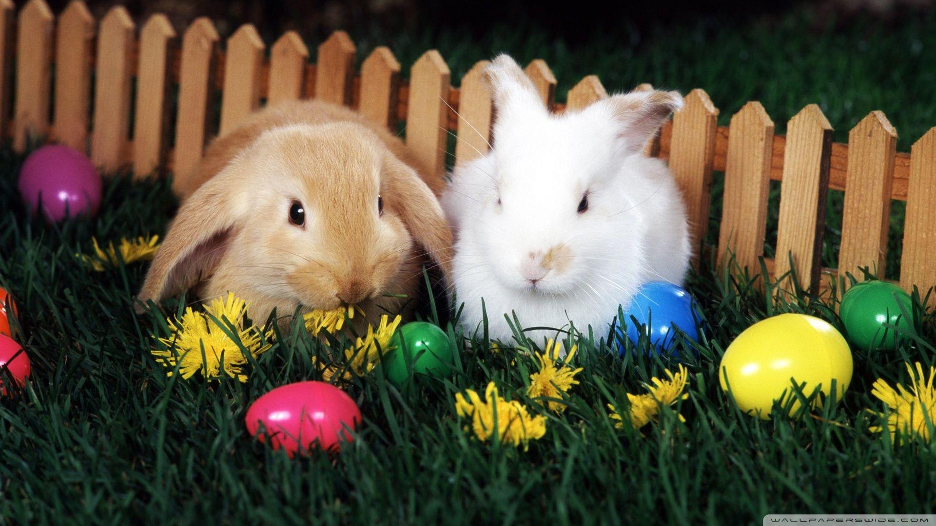 1920x1080 Easter wallpaperx1080