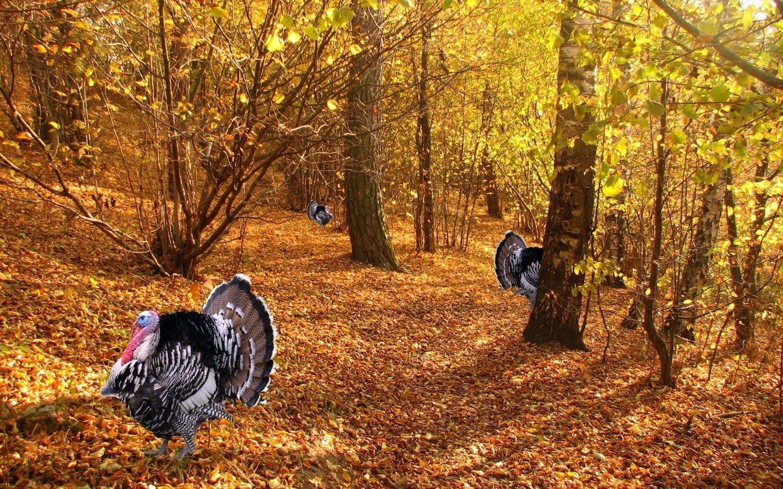 1600x1000 Thanksgiving Background
