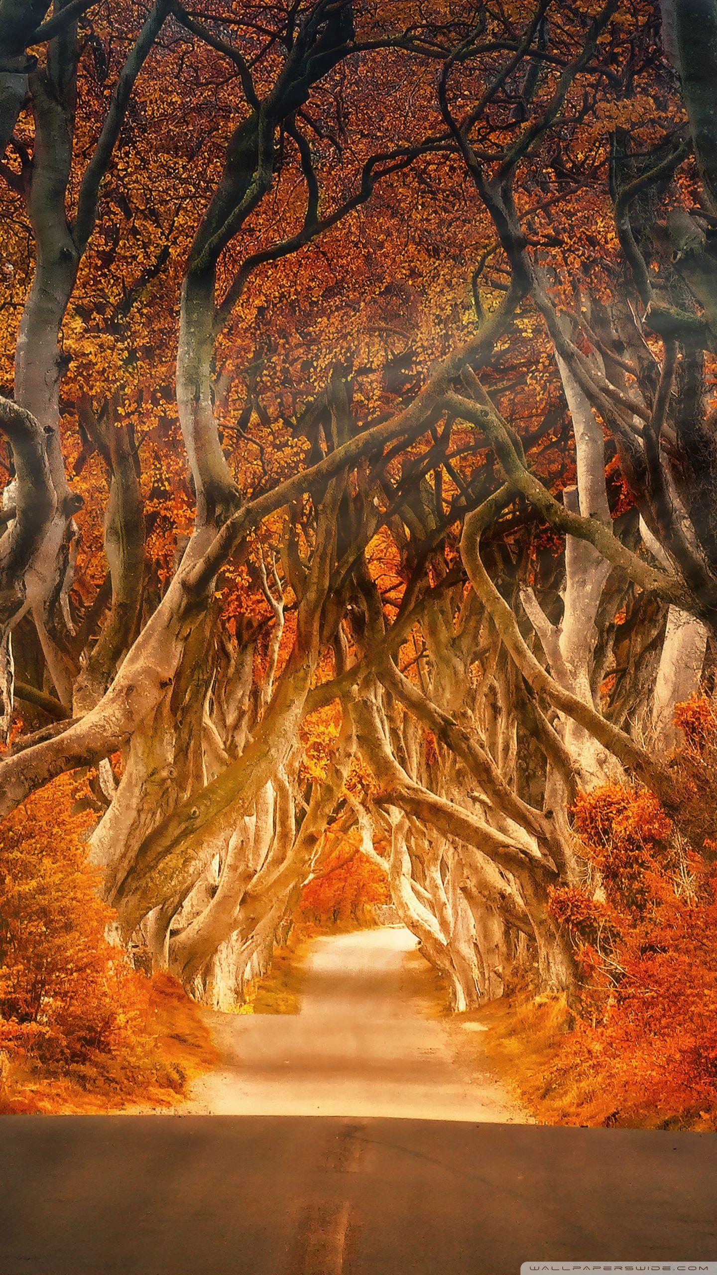 1440x2560 Autumn Aesthetic Ultra HD Desktop Background Wallpaper for 4K UHD TV : Widescreen & UltraWide Desktop & Laptop : Tablet