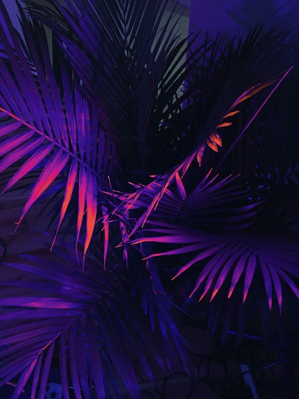 960x1280 Ponderisms. Neon wallpaper, Dark purple wallpaper, Purple wallpaper