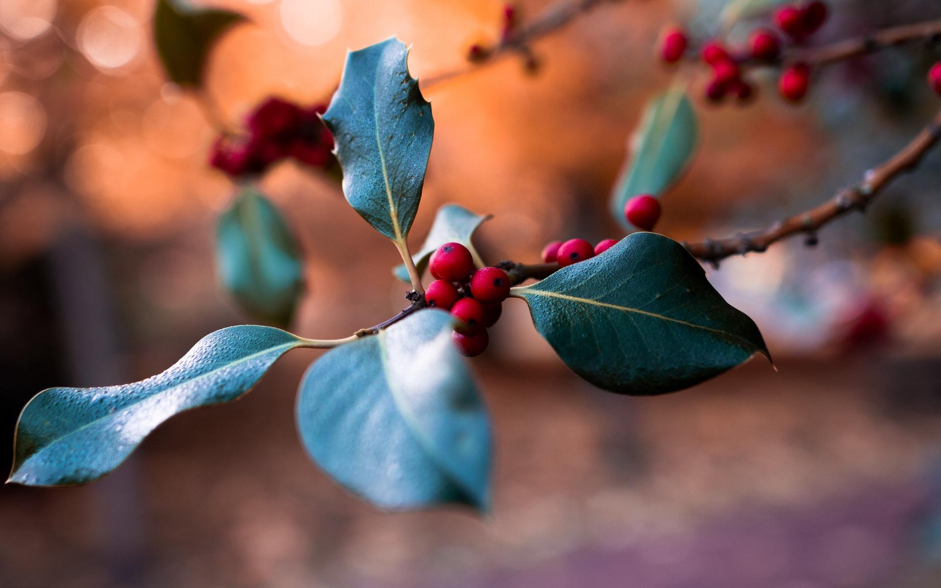 1920x1200 Fruit of winter season wallpaper HD. Latest Wallpaper HD