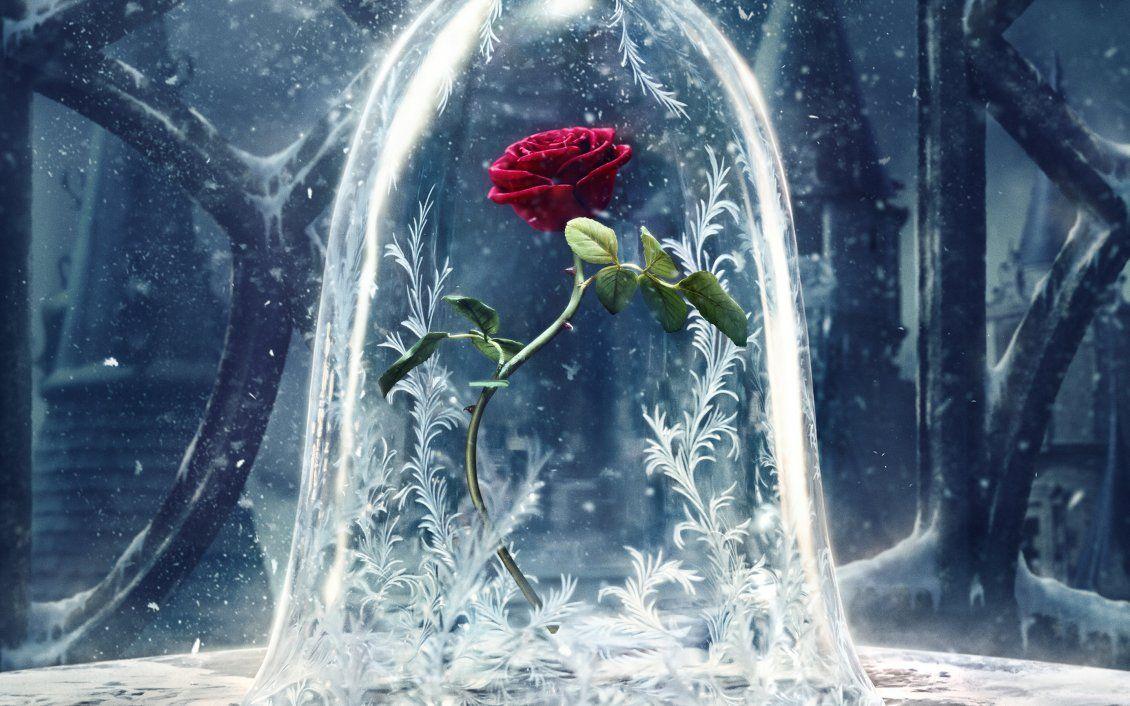 1130x706 Wonderful red rose protected from the cold winter season