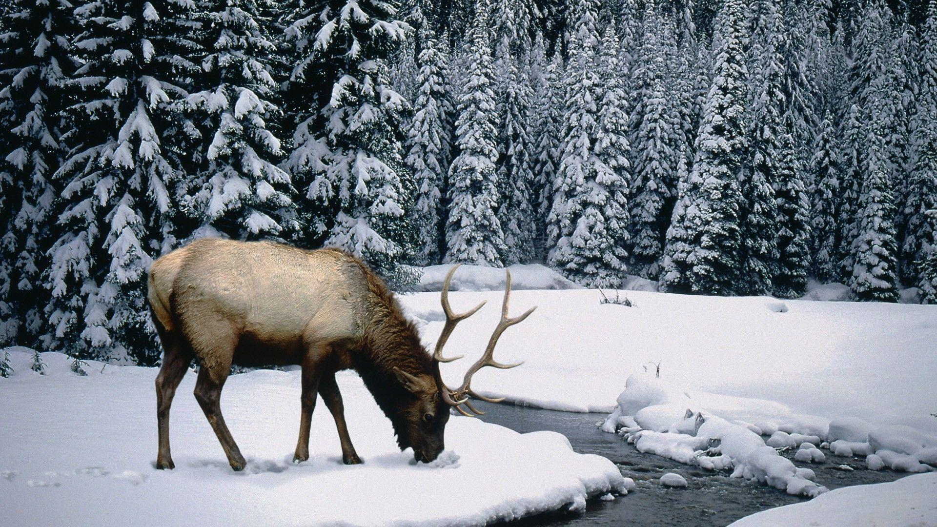 1920x1080 winter season snow elk 1920x1080 wallpaper High Quality Wallpaper, High Definition Wallpaper