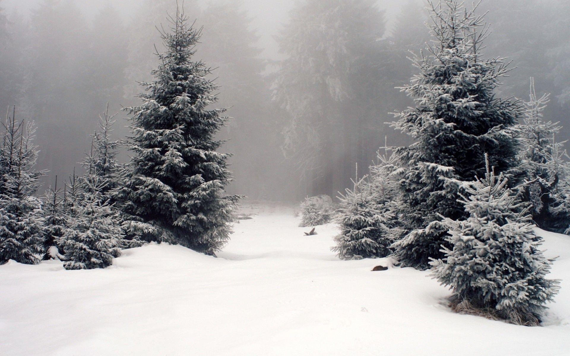 1920x1200 Super HD Wallpaper of Winter Season