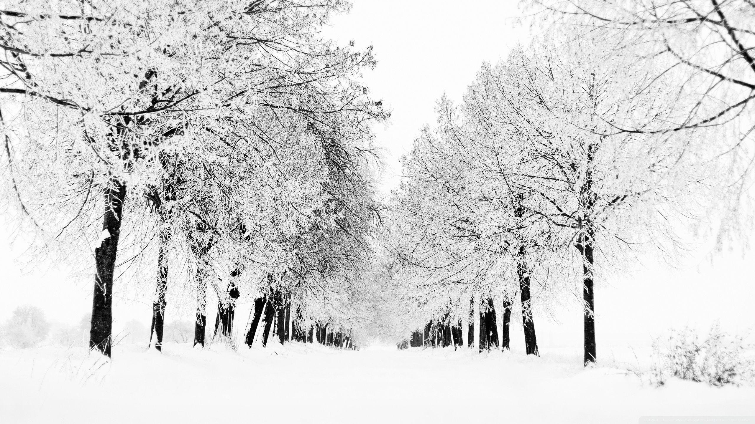 2560x1440 Winter Season Ultra HD Desktop Background Wallpaper for : Multi Display, Dual Monitor : Tablet