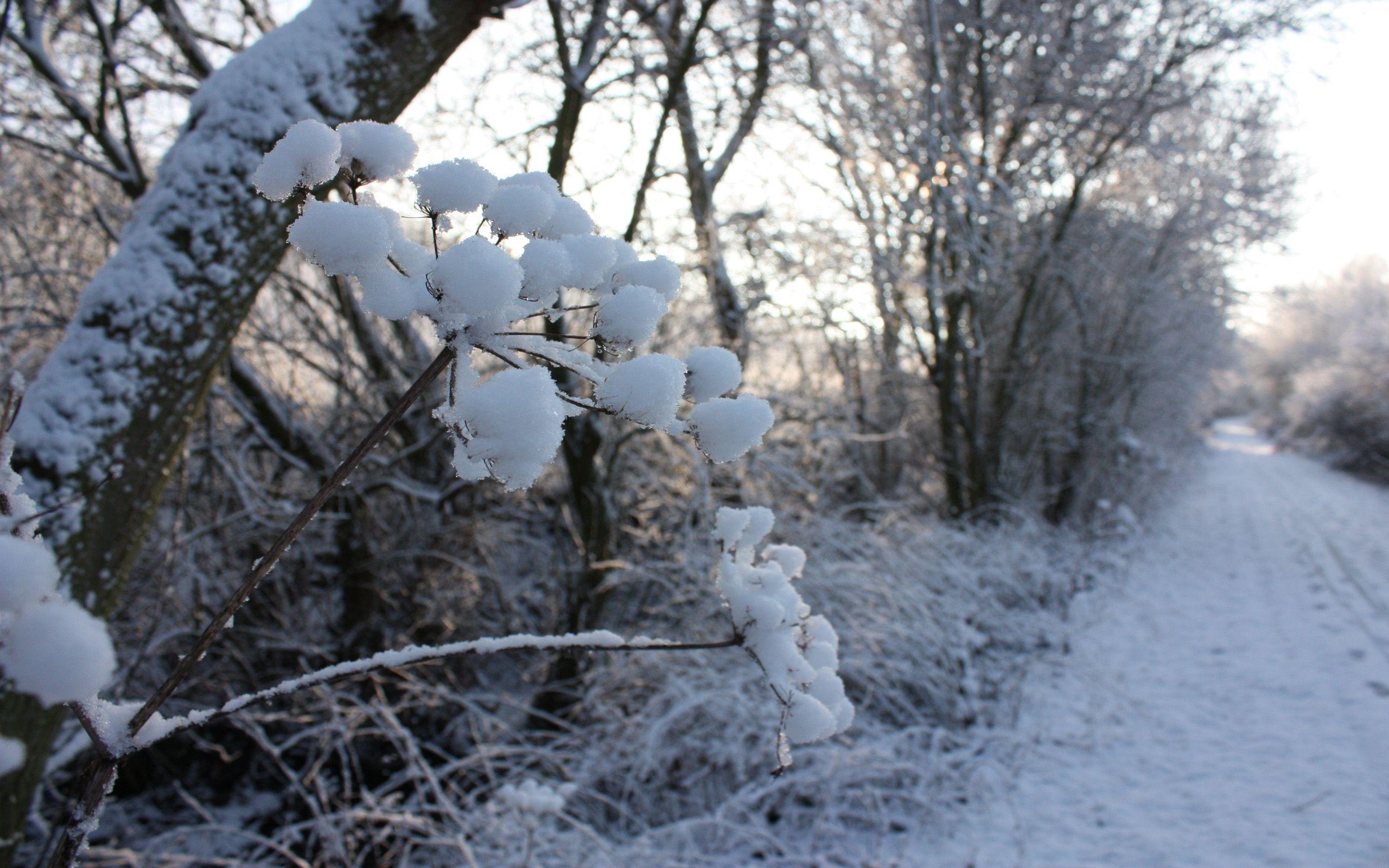 2560x1600 Winter Season HD wallpaper « HD Wallpaper