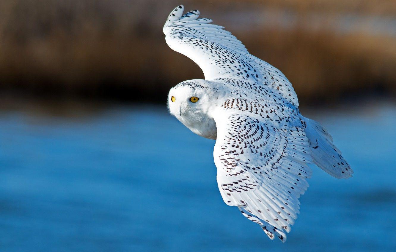 1332x850 Wallpaper bird, wings, flight, snowy owl, white owl image for desktop, section животные