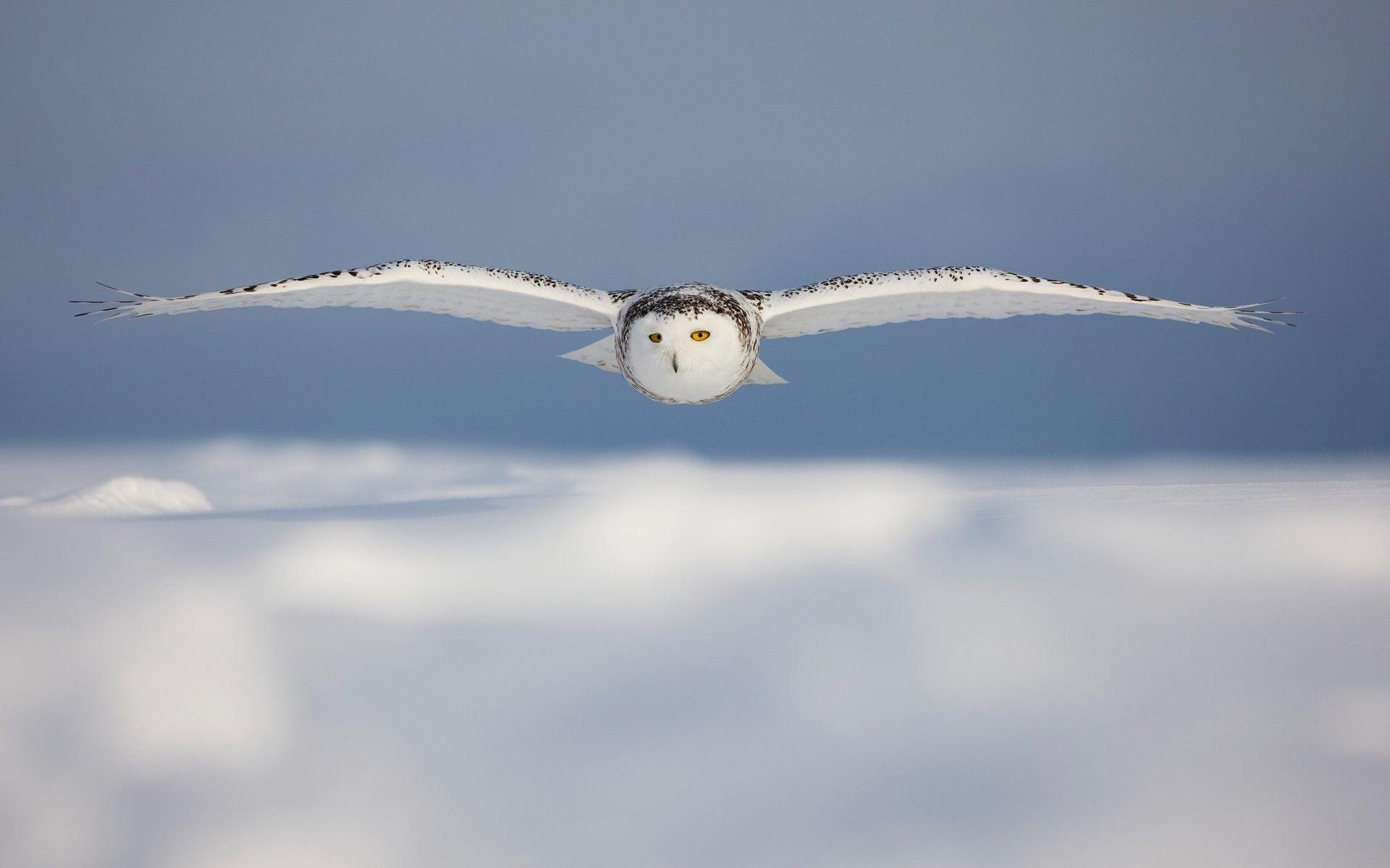 1920x1200 Snowy Owl Wallpaper