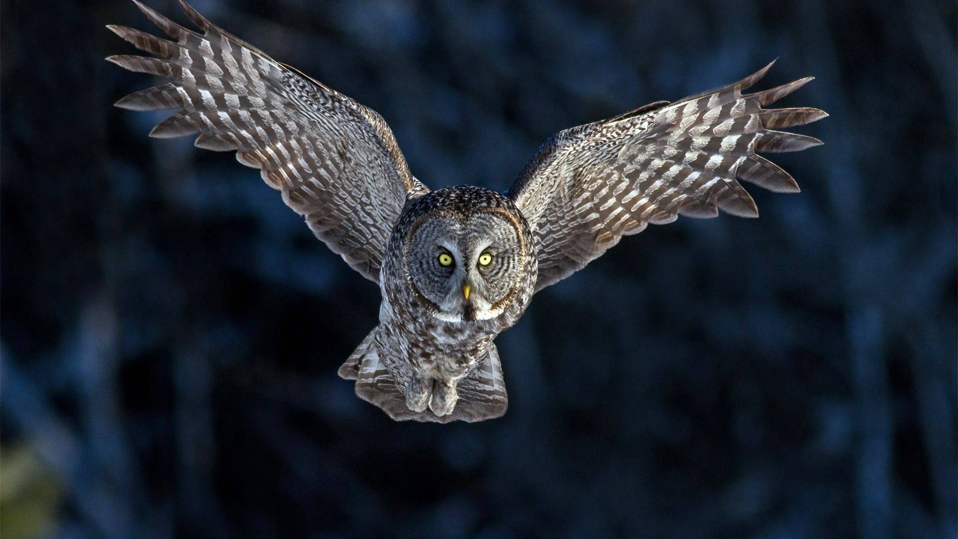 snowy owl flying wallpaper