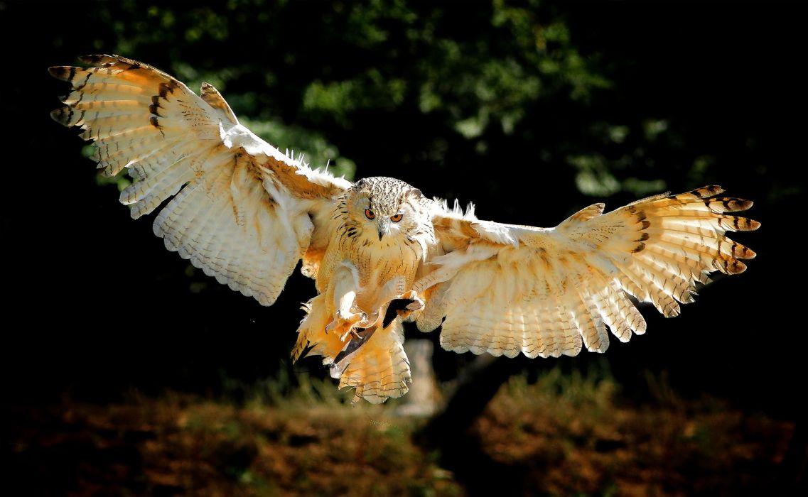 1137x700 Owl bird flying wings wallpaperx1249
