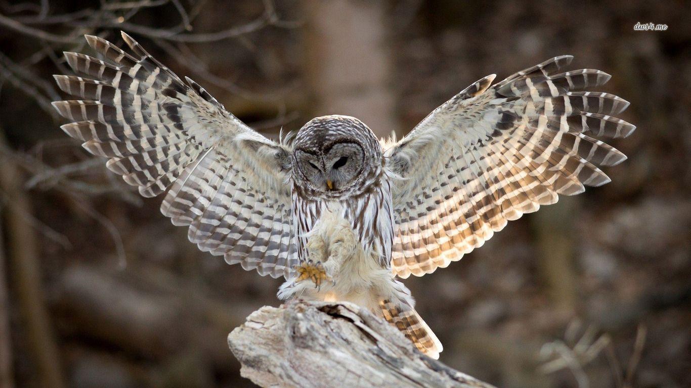 4K Owl Wallpapers - Top Free 4K Owl Backgrounds - WallpaperAccess