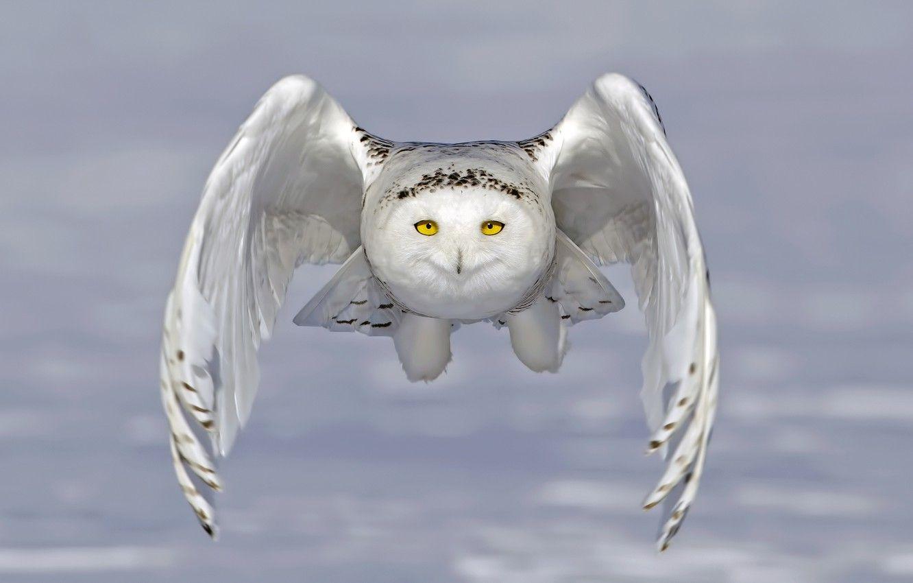 1332x850 Wallpaper owl, wings, flight, snowy owl, white owl image for desktop, section животные