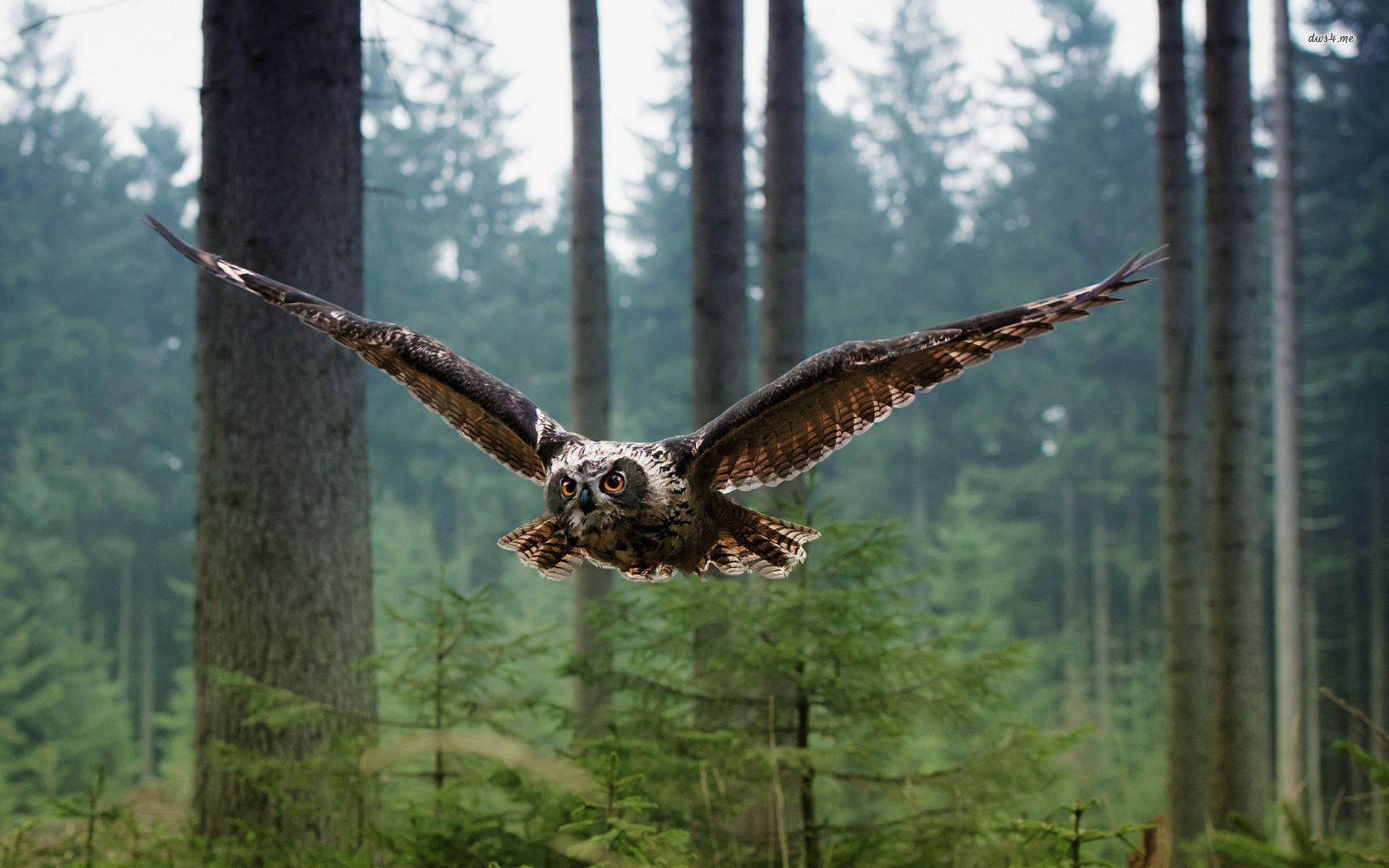 1920x1200 Free download Flying owl wallpaper Animal wallpaper 16802 [1920x1200] for your Desktop, Mobile & Tablet. Explore Owl Flying Wallpaper. Cool Owl Wallpaper