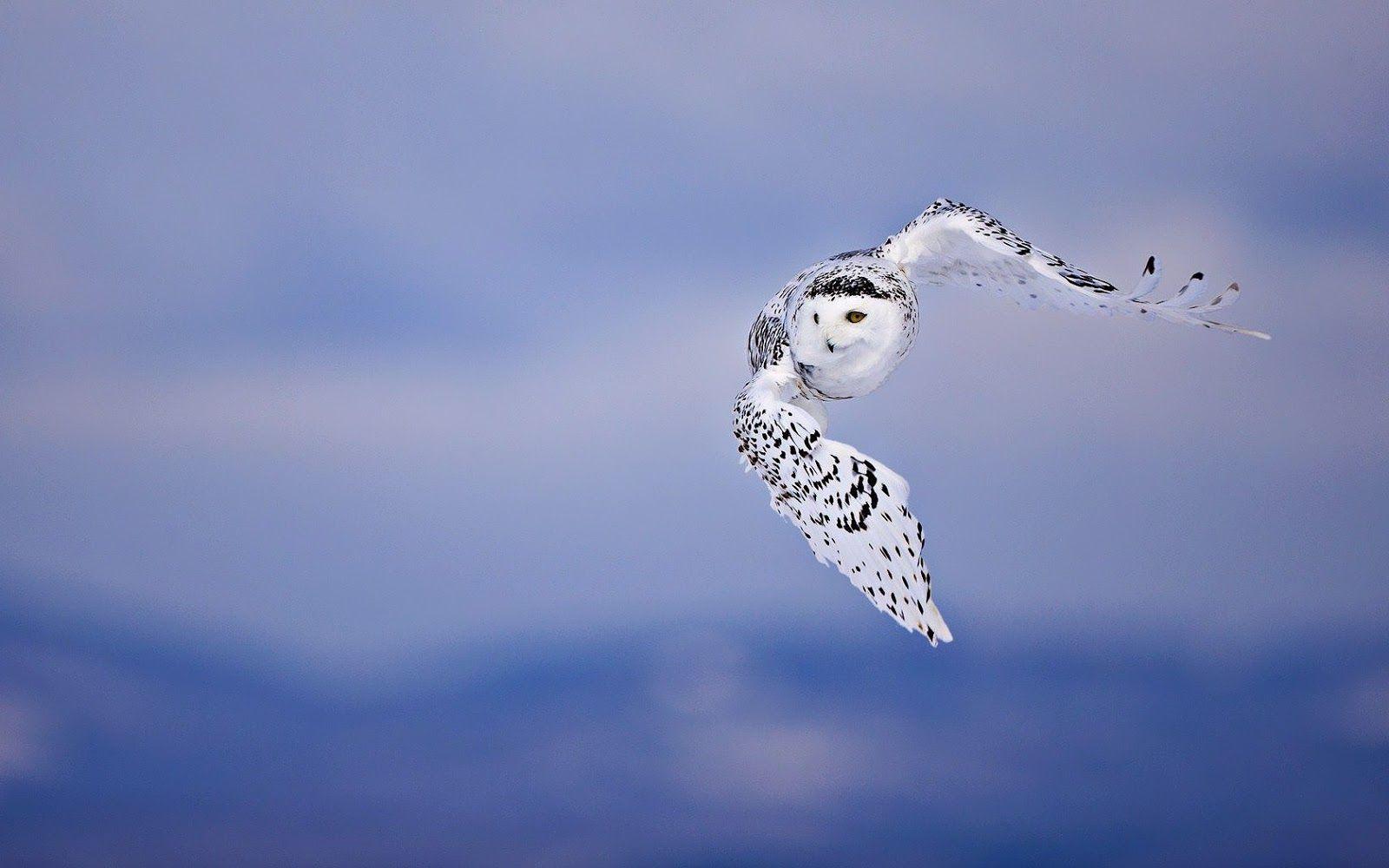 1600x1000 Background picture of a flying owl. HD Animals Wallpaper