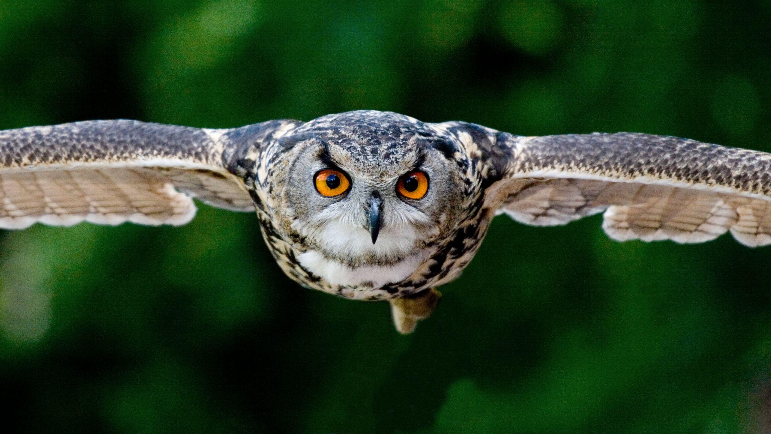 Flying Owl Wallpapers - Top Free Flying Owl Backgrounds - WallpaperAccess