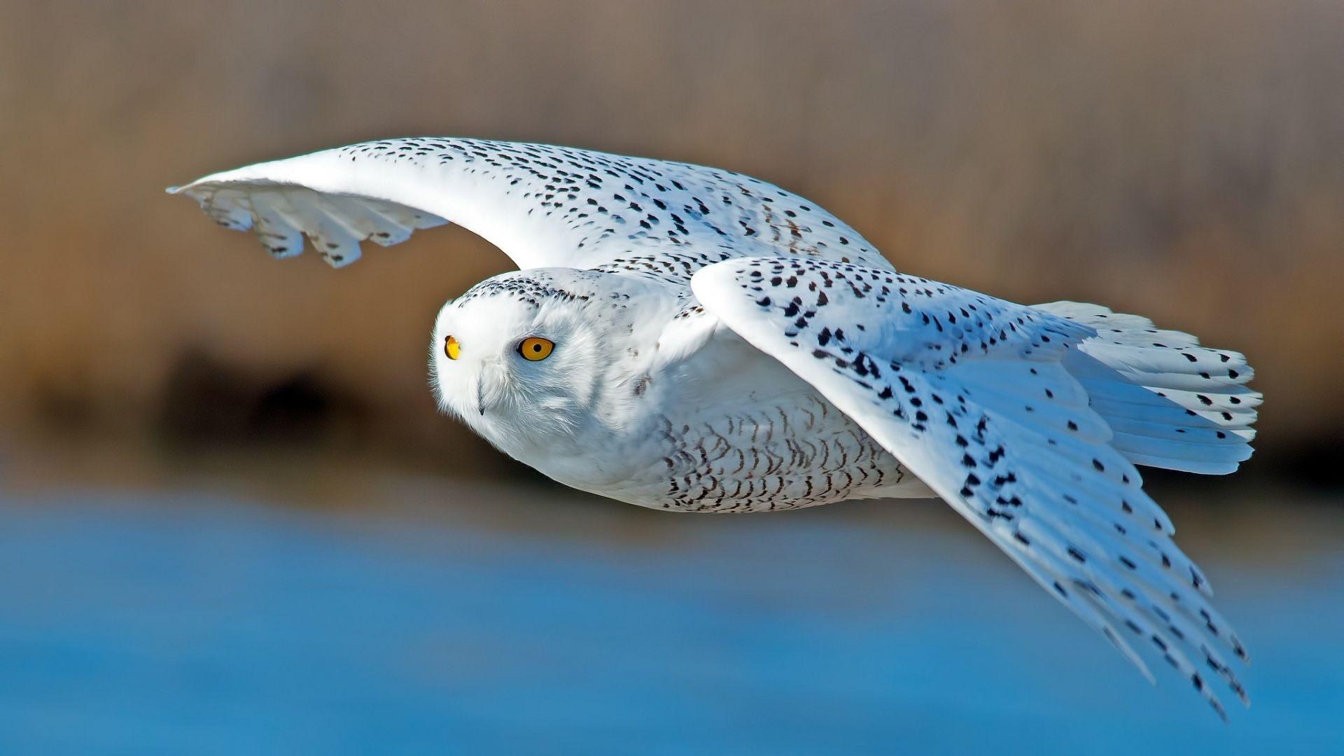 1920x1080 Outstanding List of Desktop Owl Wallpaper