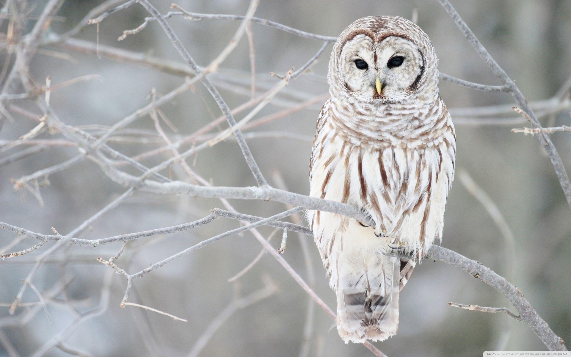 1920x1200 White Owl Wallpaper