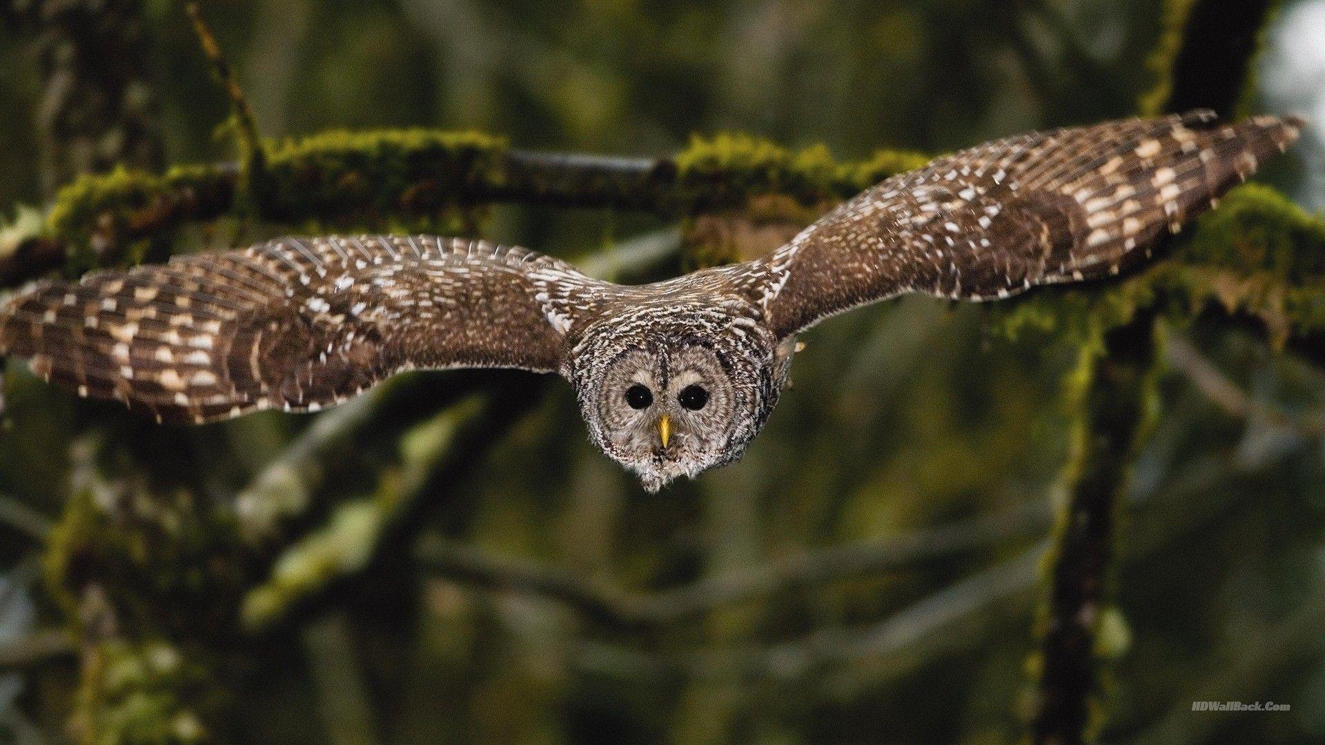 Flying Owl Wallpapers - Top Free Flying Owl Backgrounds - WallpaperAccess