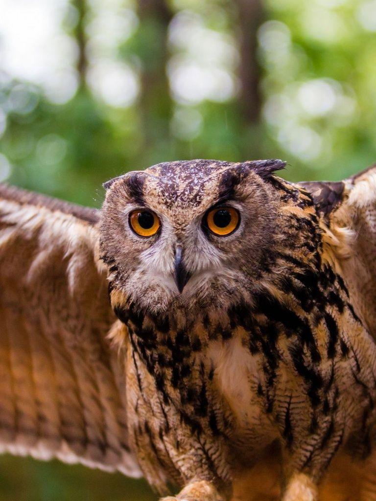 768x1024 Flying owl, bird, animal, animals iPad mini wallpaper