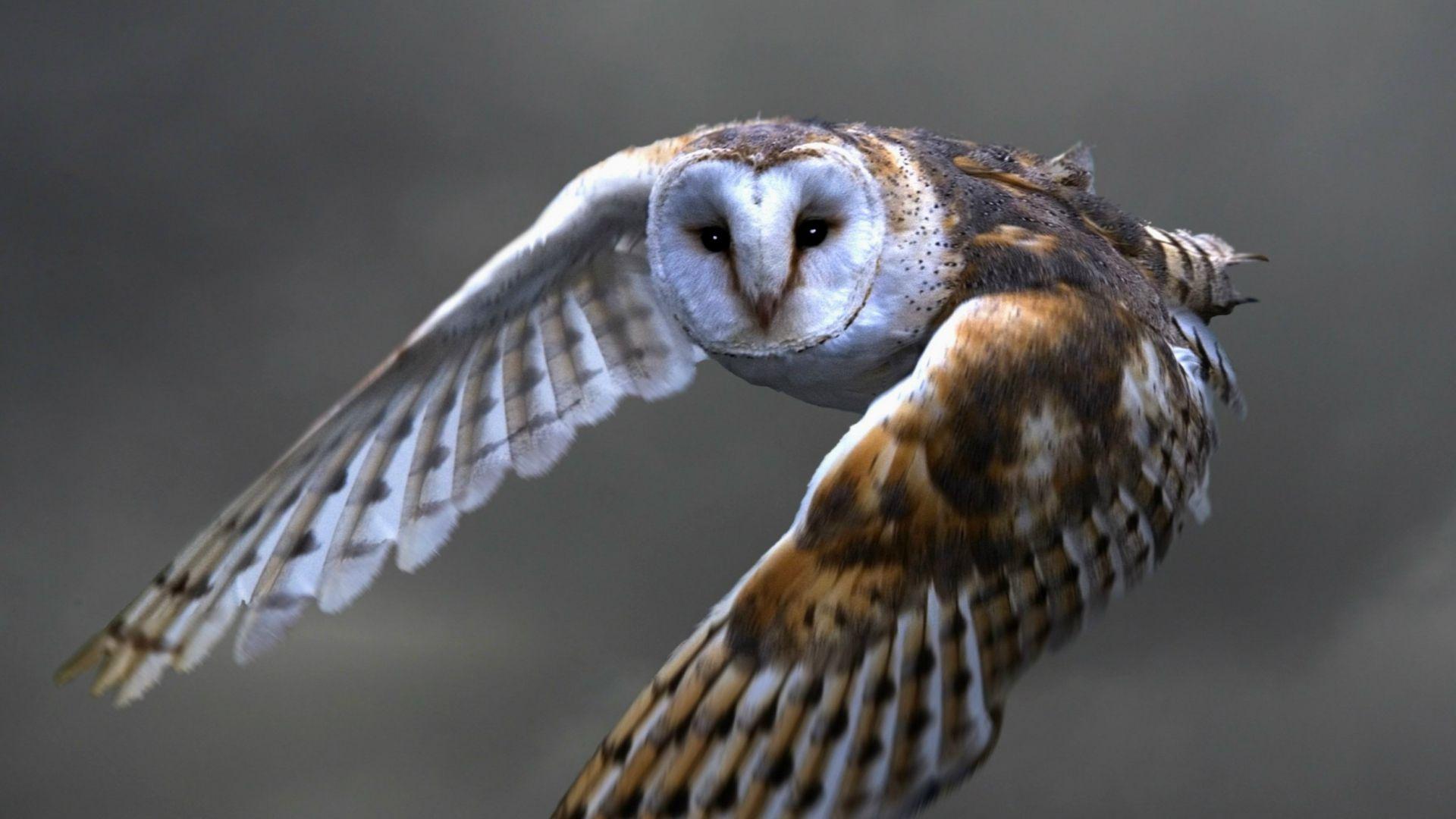 1920x1080 Download Wallpaper 1920x1080 owl, barn owl, flying, bird, predator Full HD 1080p HD Background
