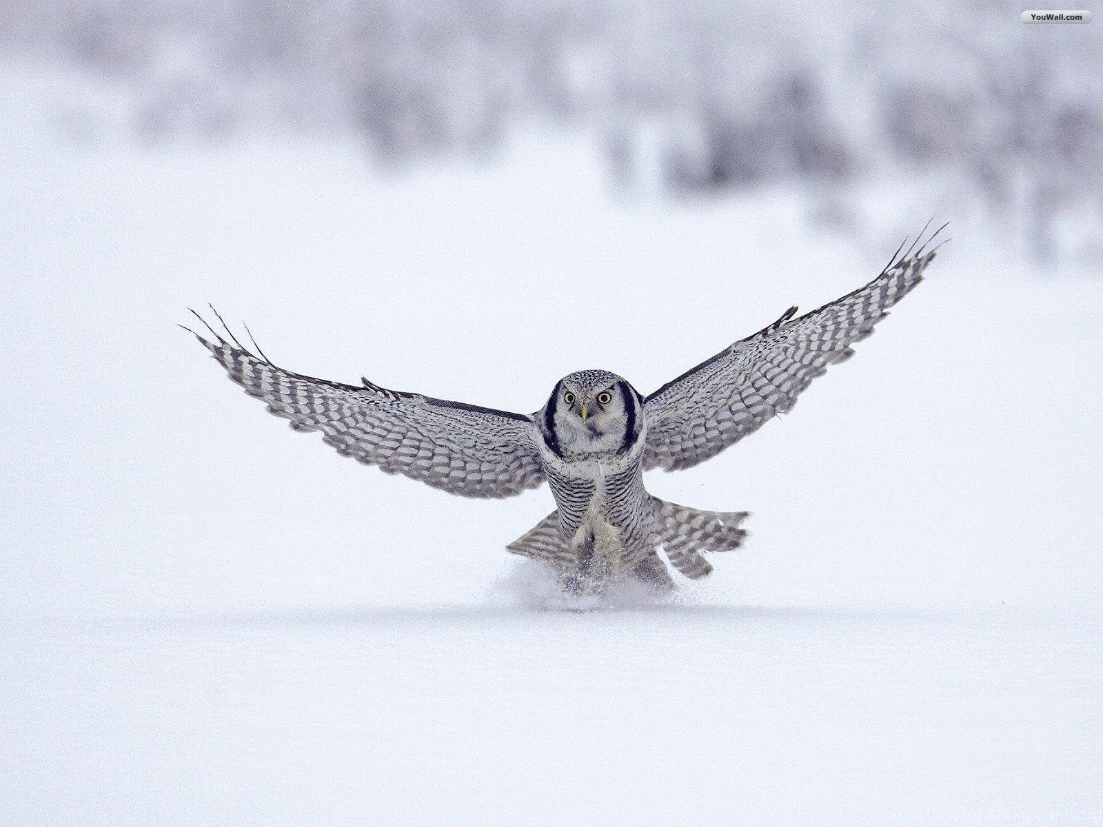 1600x1200 YouWall Flying Owl Wallpaper Wallpaper, wallpaper, free. Desktop Background